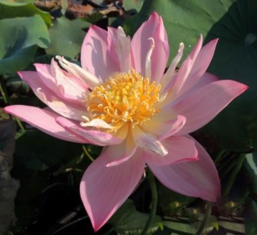 Pink Bowl - Classic Favorite Lotus (Bare Root) - Play It Koi