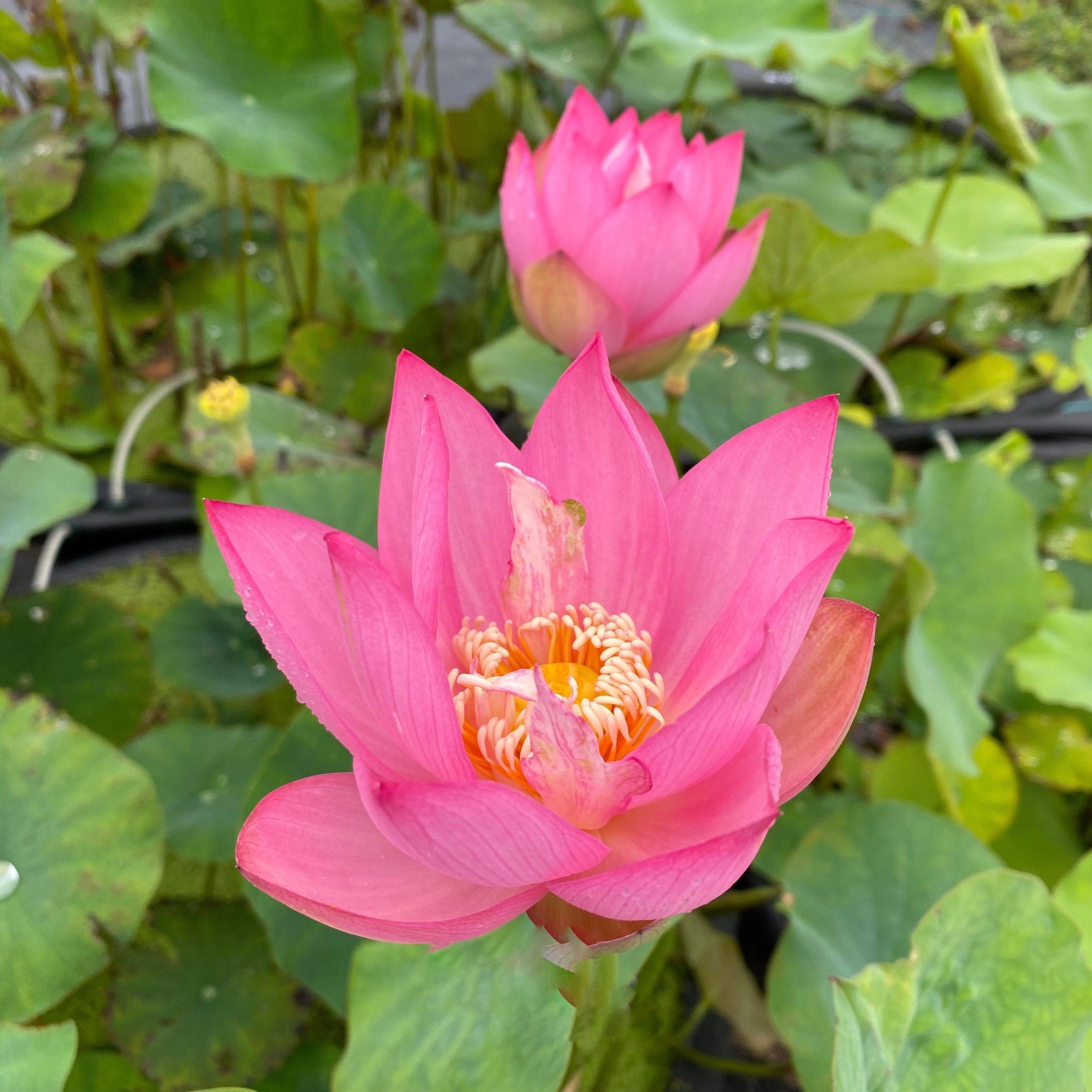 Pink Bowl - Classic Favorite Lotus (Bare Root) - Play It Koi