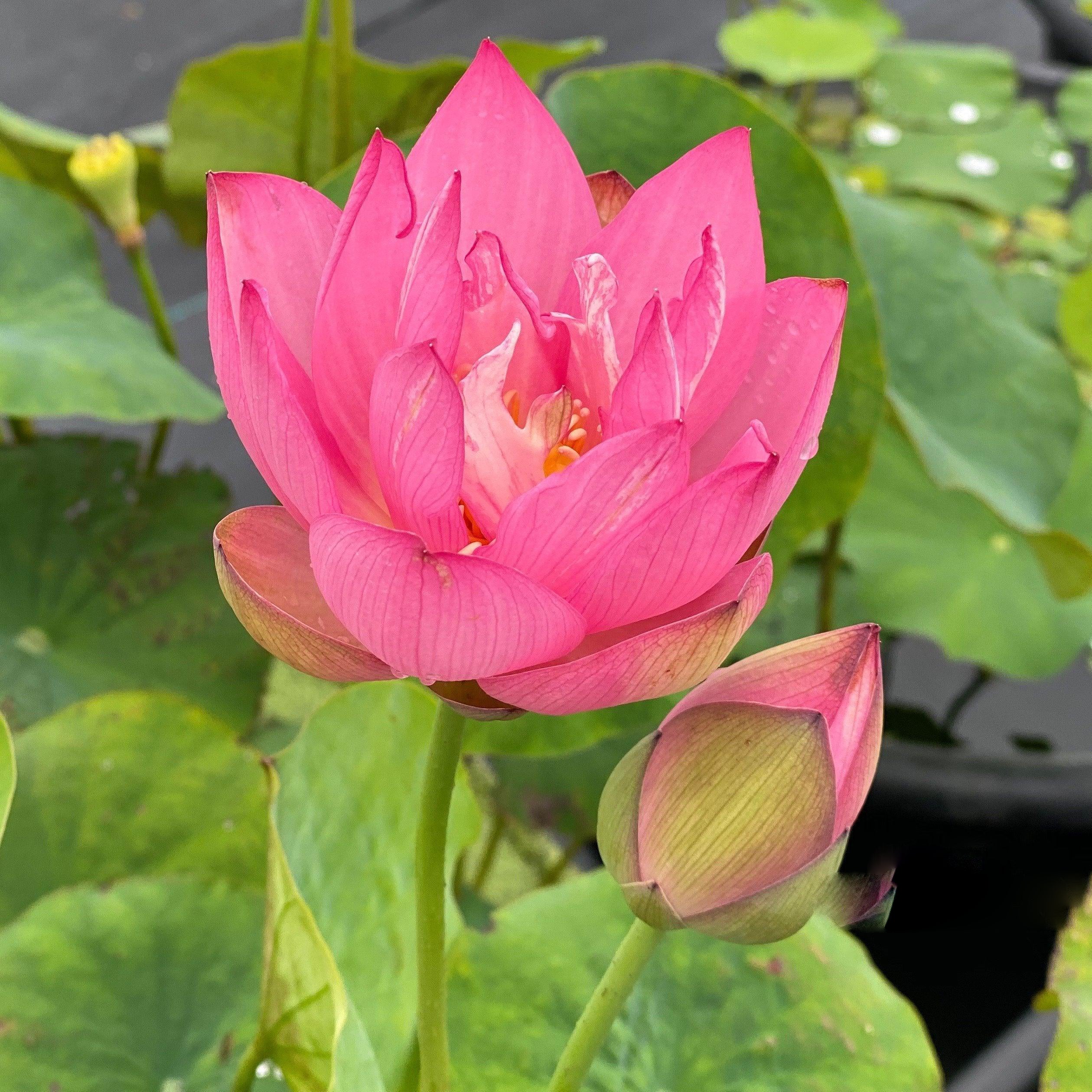 Pink Bowl - Classic Favorite Lotus (Bare Root) - Play It Koi