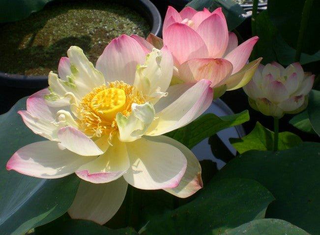 Pink Butterfly Lotus (Bare Root) - Play It Koi