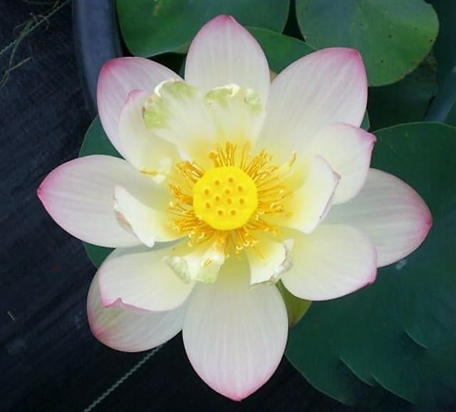 Pink Butterfly Lotus (Bare Root) - Play It Koi