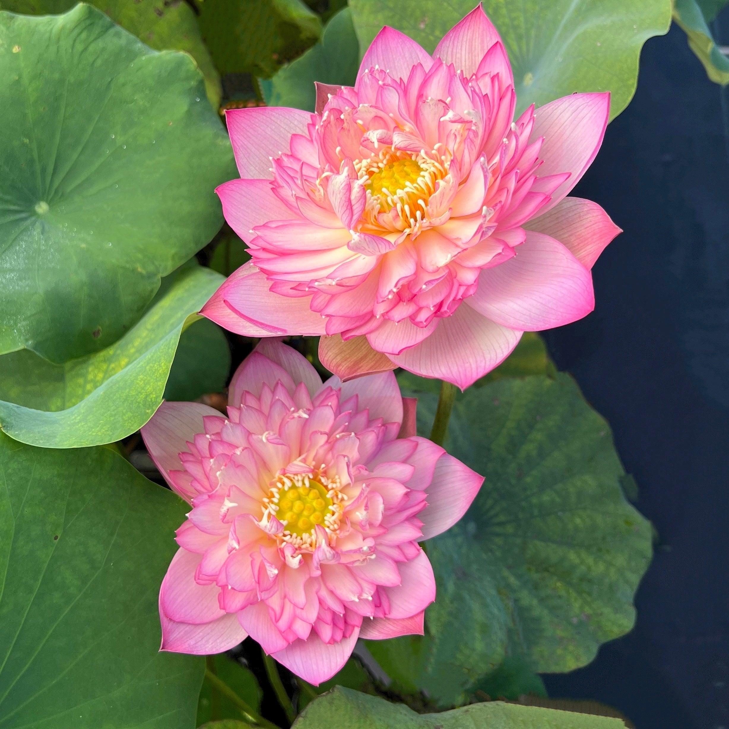 Pink Lady - Loaded with Flowers Lotus (Bare Root) - Play It Koi