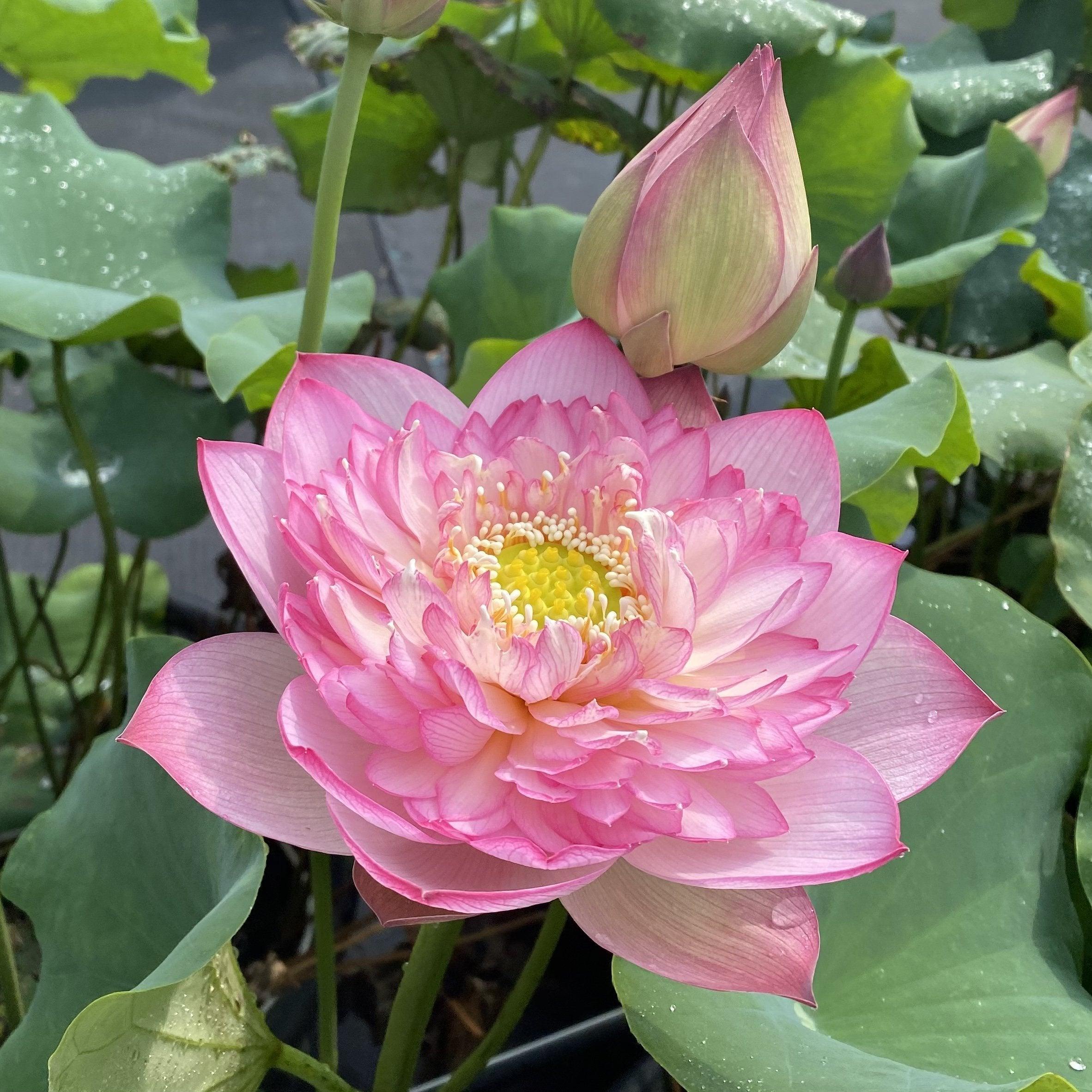 Pink Lady - Loaded with Flowers Lotus (Bare Root) - Play It Koi