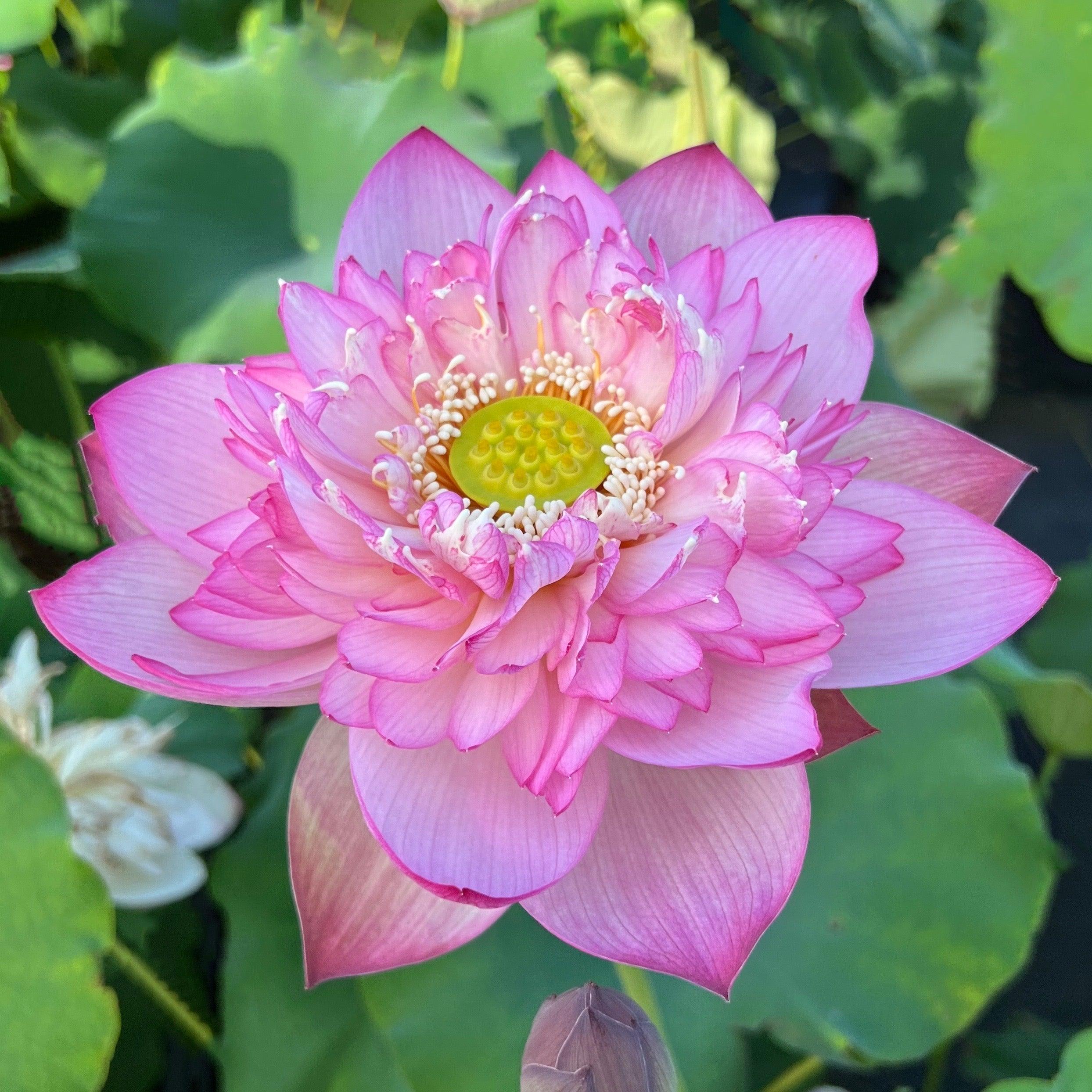 Pink Lady - Loaded with Flowers Lotus (Bare Root) - Play It Koi