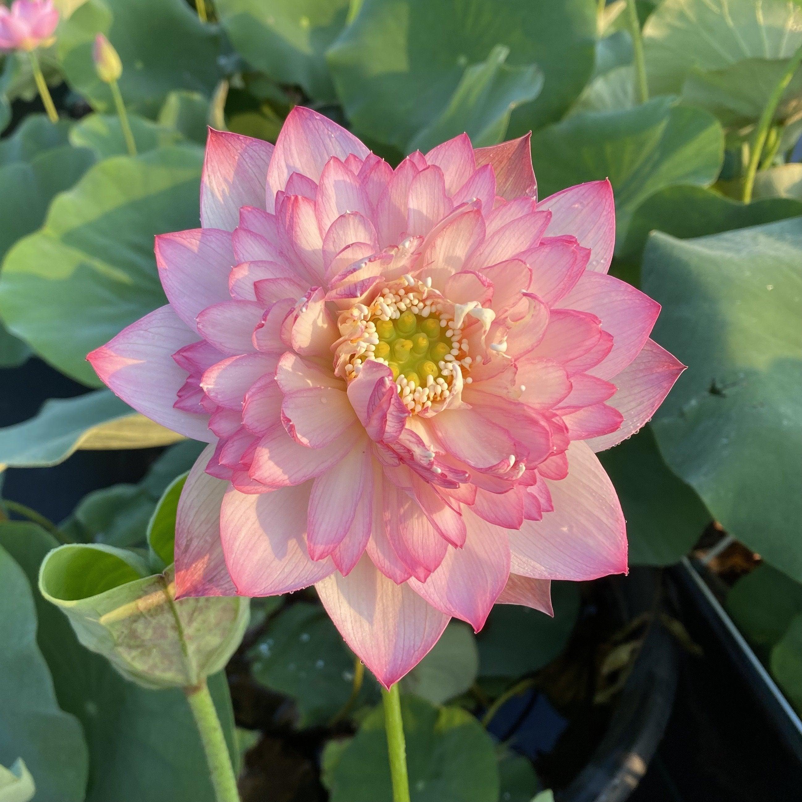 Pink Lady - Loaded with Flowers Lotus (Bare Root) - Play It Koi