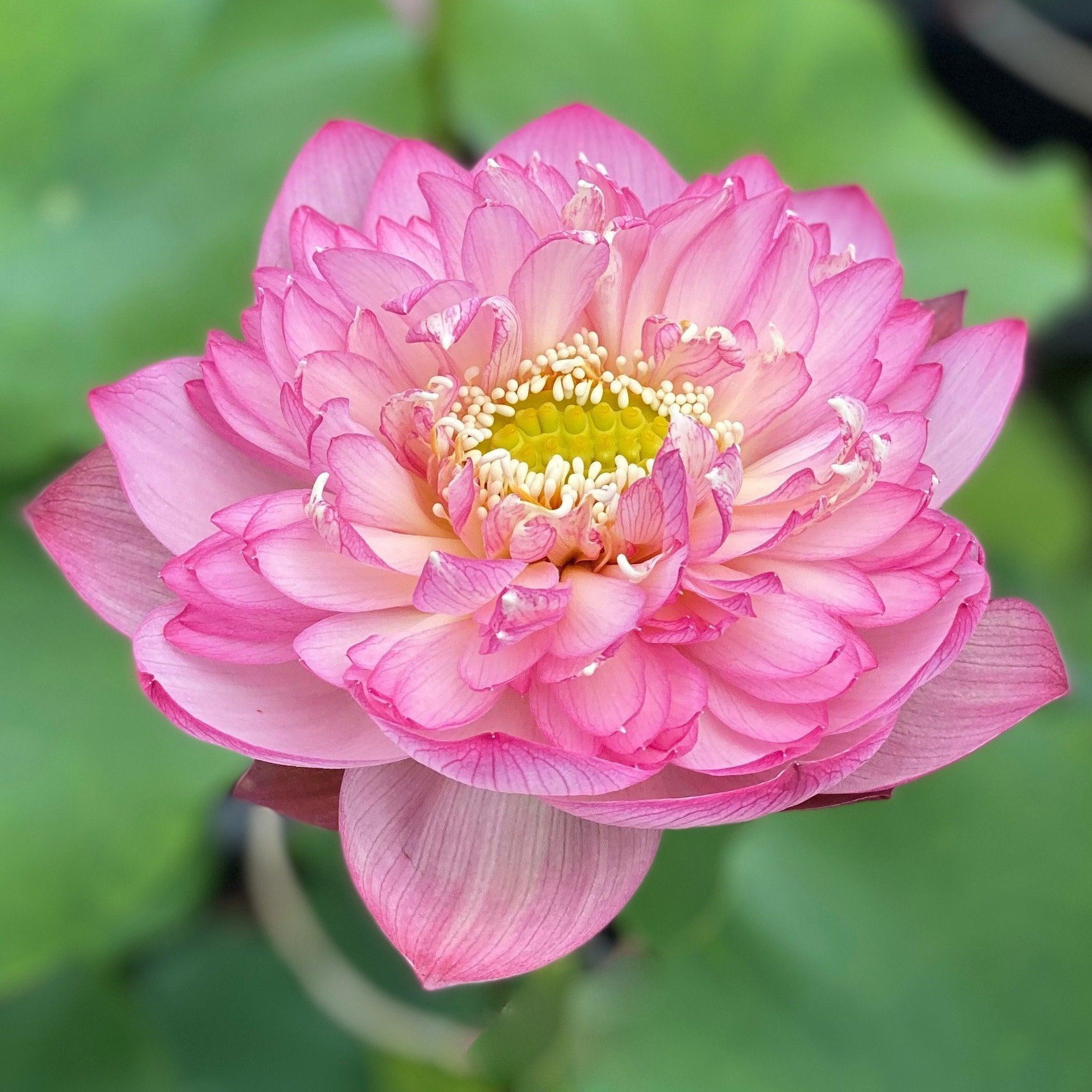 Pink Lady - Loaded with Flowers Lotus (Bare Root) - Play It Koi