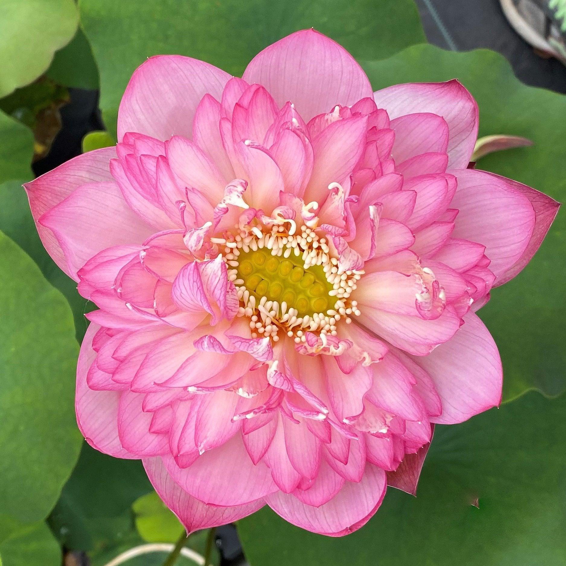 Pink Lady - Loaded with Flowers Lotus (Bare Root) - Play It Koi