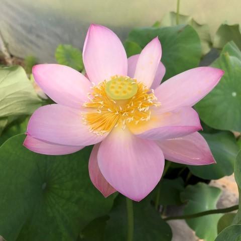 Pink Parfait Lotus (Bare Root) - Play It Koi