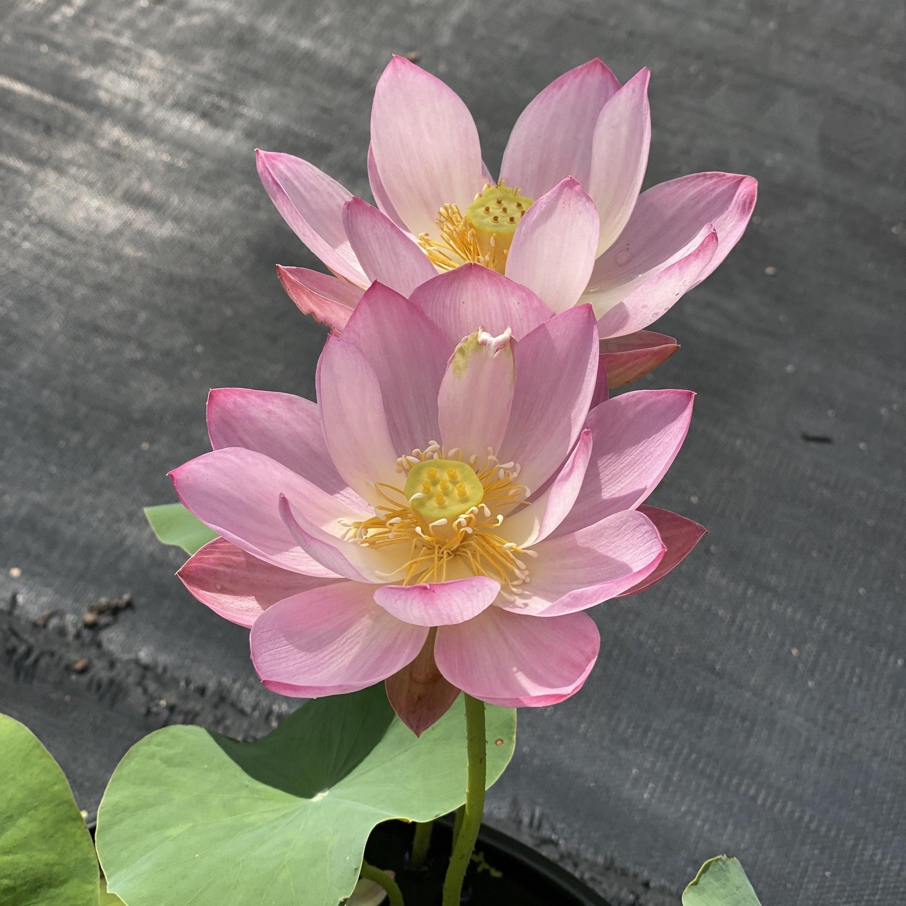 Pink Parfait Lotus (Bare Root) - Play It Koi