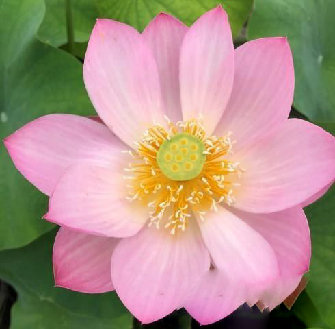 TMC Lotus - Thumbnail 3