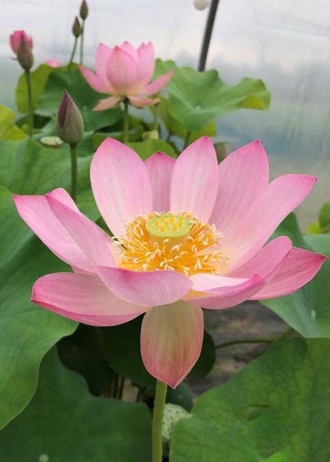 Pink Parfait Lotus (Bare Root) - Play It Koi