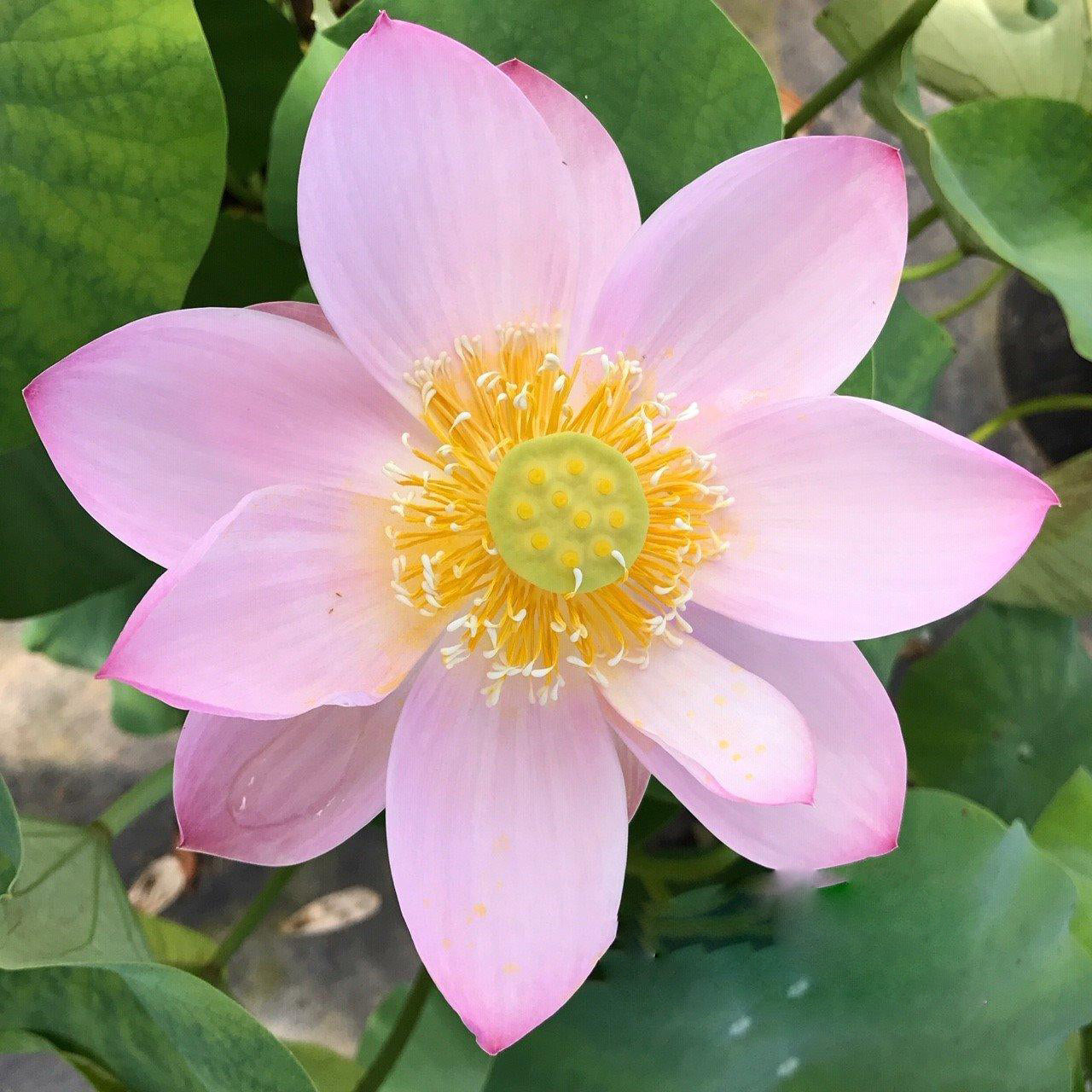 TMC Lotus