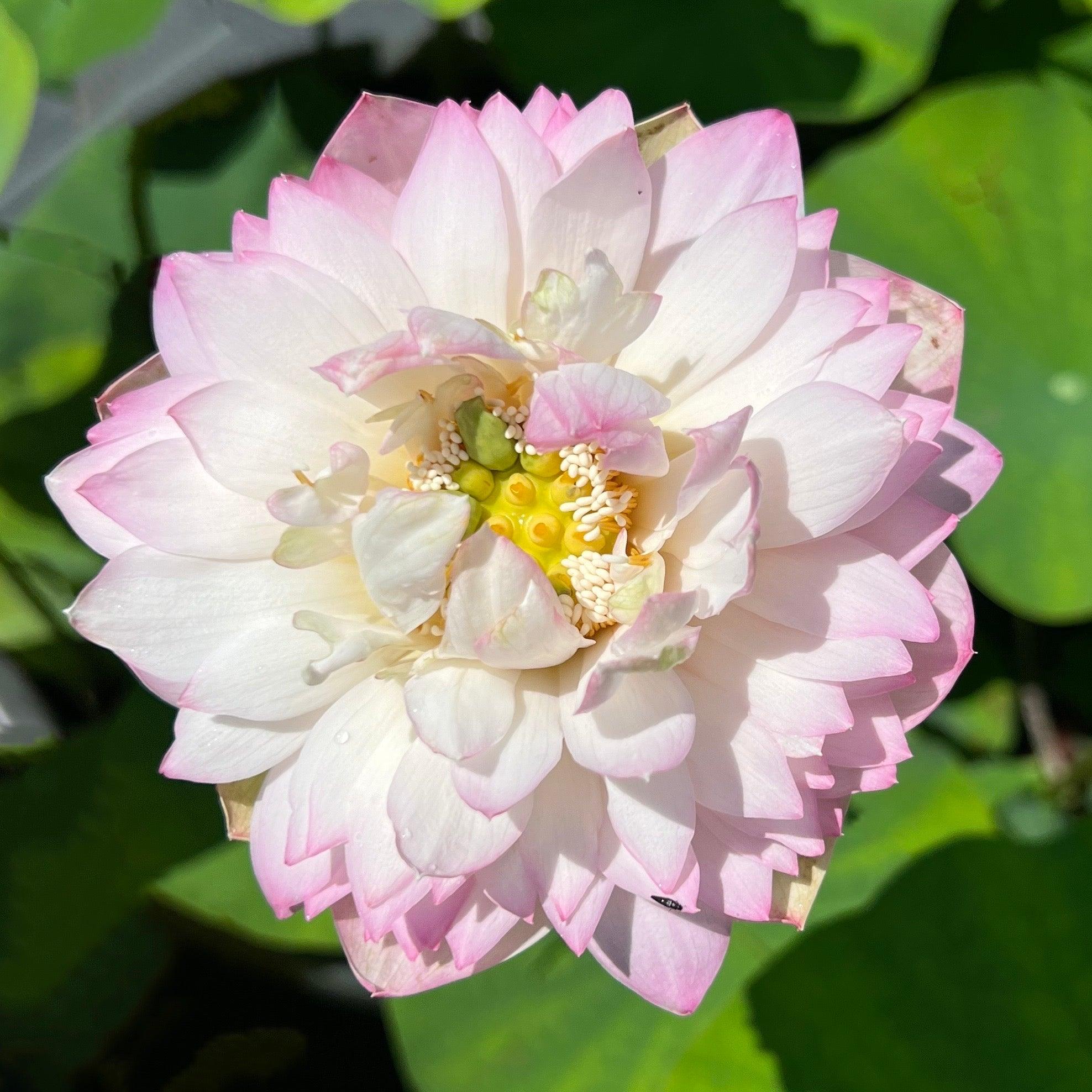 Pink Peony Lotus (Bare Root) - Play It Koi