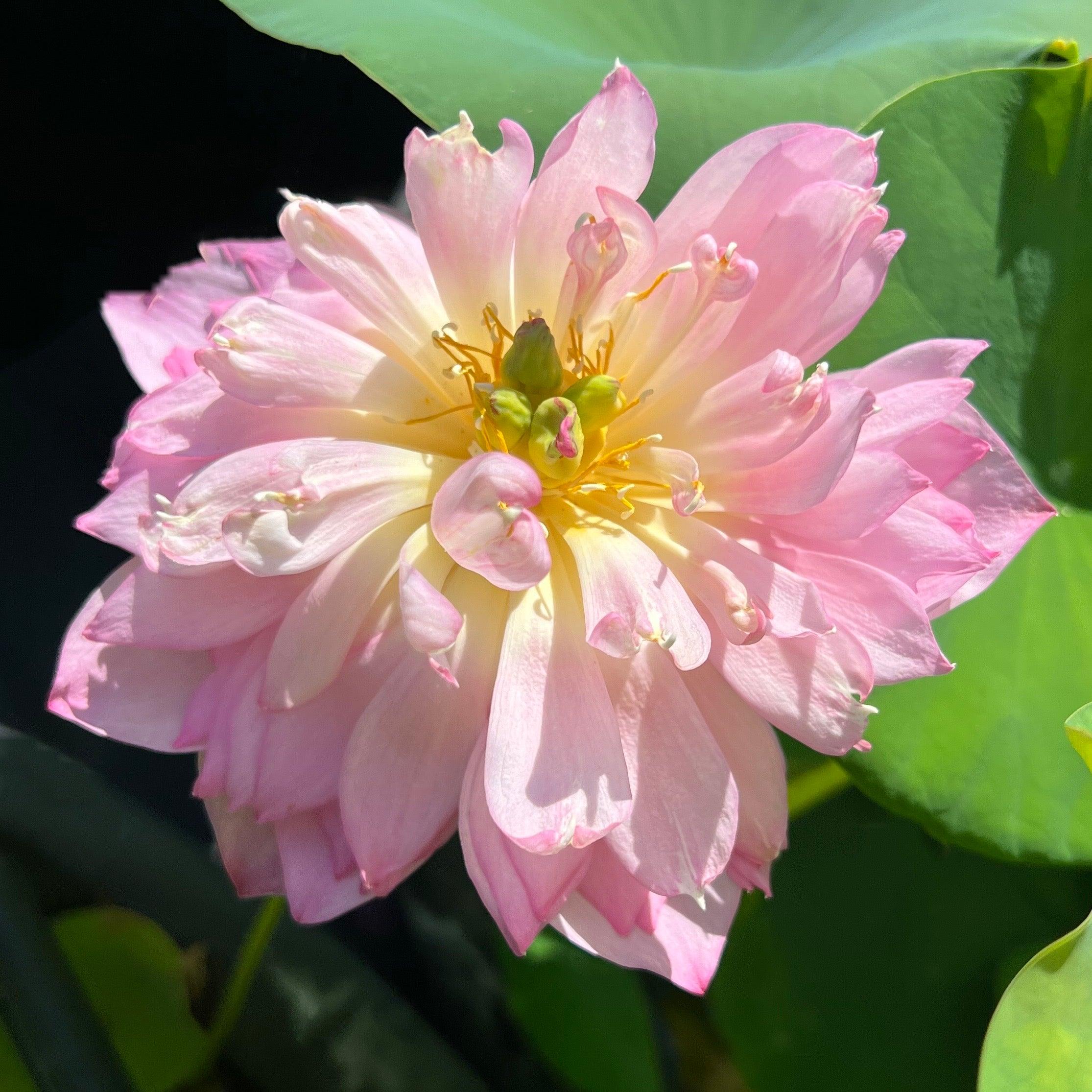 Pink Peony Lotus (Bare Root) - Play It Koi