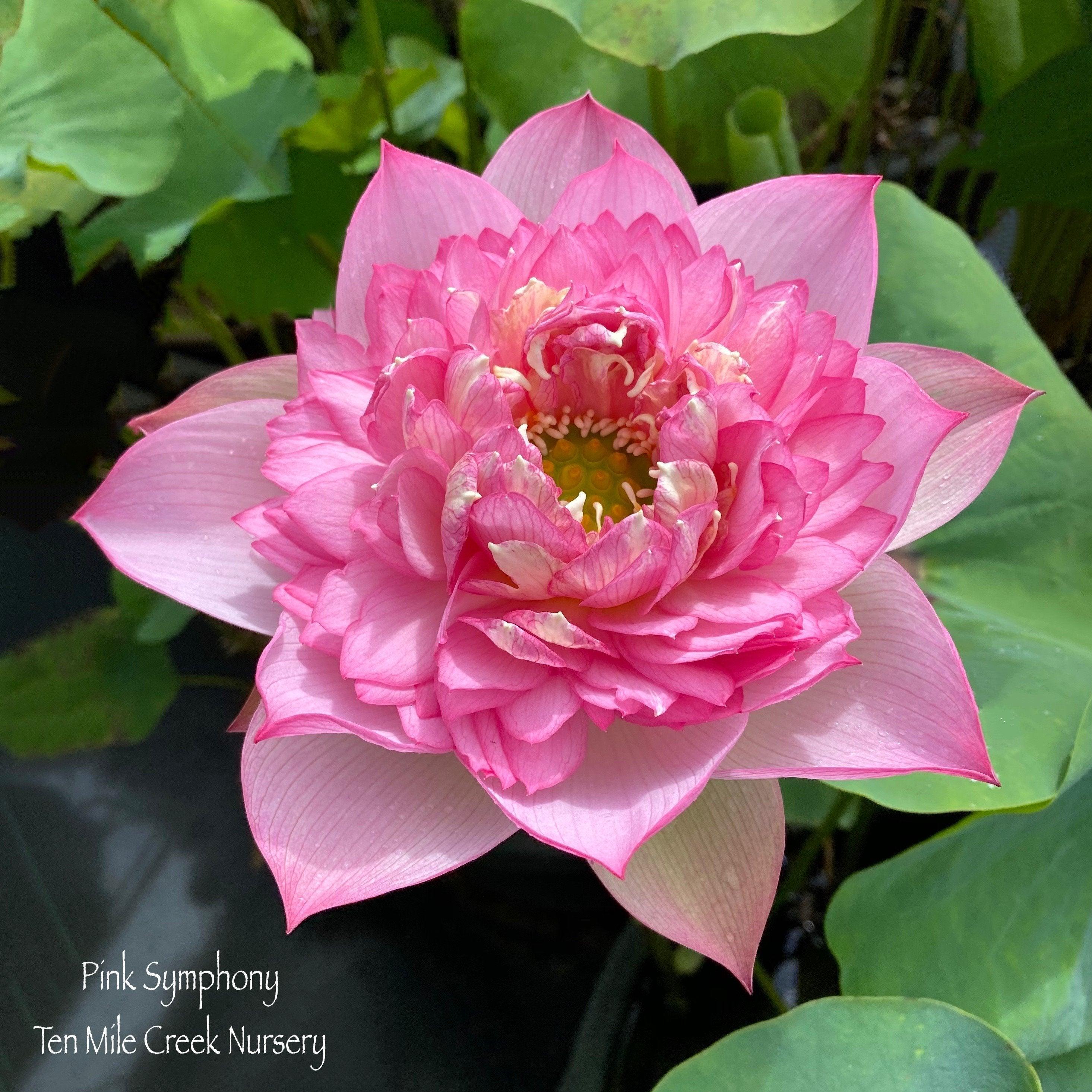 Pink Symphony - Delicious Color Lotus (Bare Root) - Play It Koi