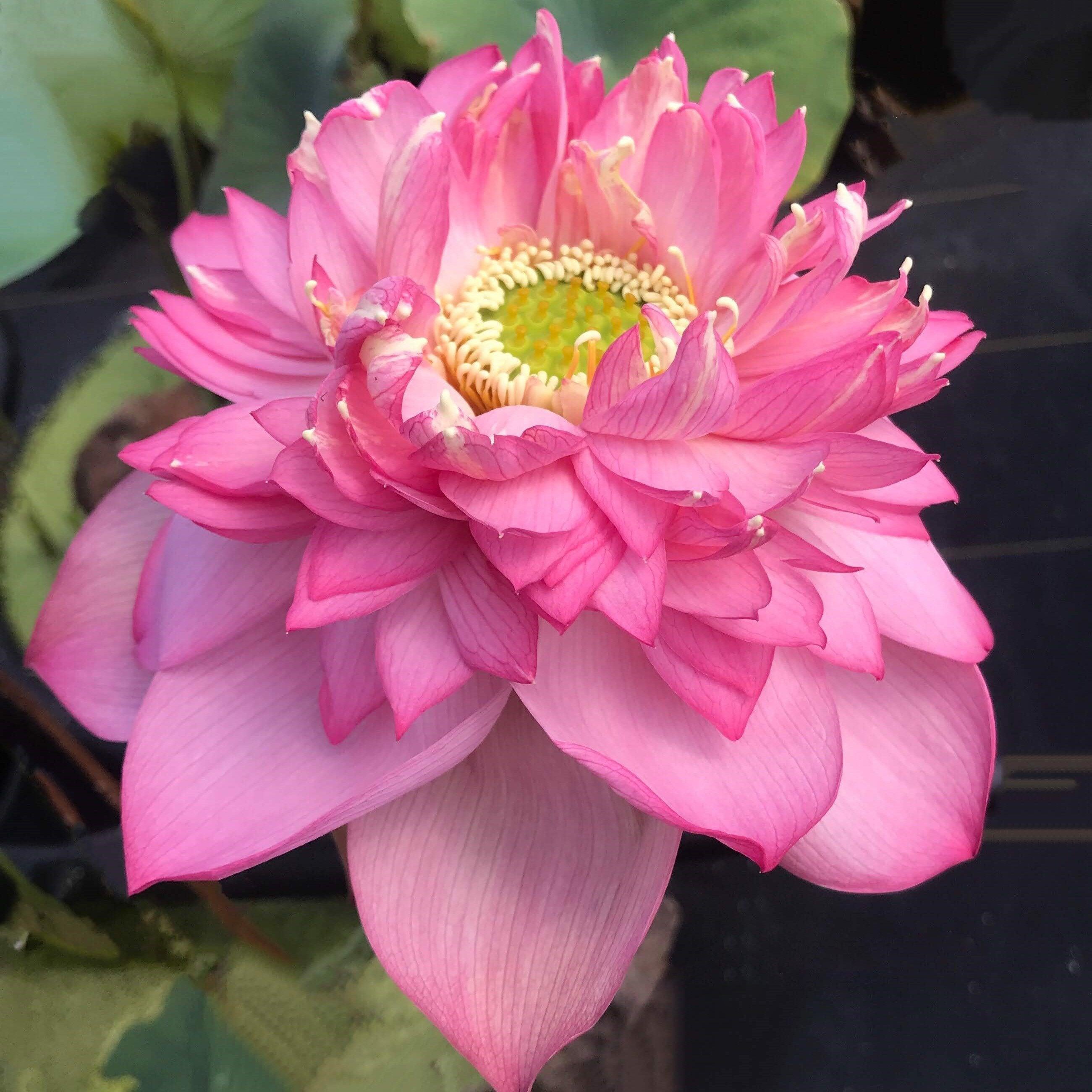 Pink Symphony - Delicious Color Lotus (Bare Root) - Play It Koi