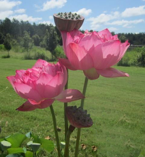 Pink Thousand Petals Lotus (Bare Root) - Play It Koi