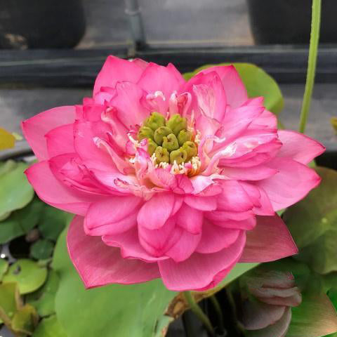 Pink Thousand Petals Lotus (Bare Root)