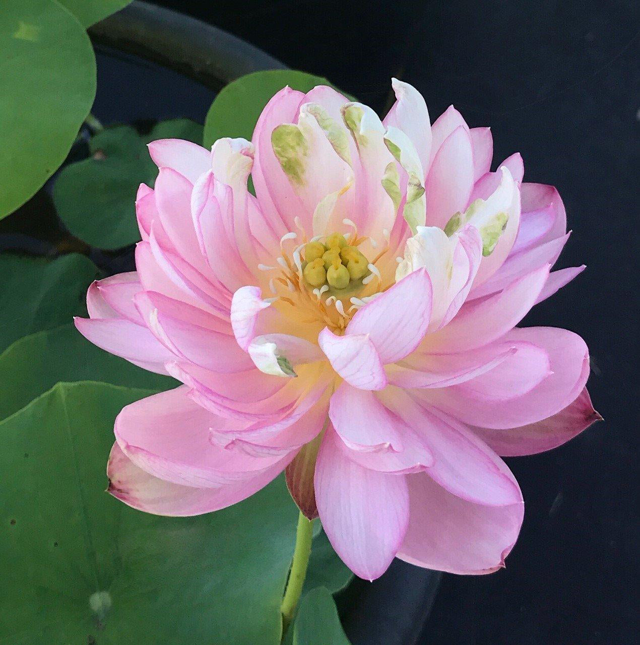 Pink Tower Lotus (Bare Root) - Play It Koi