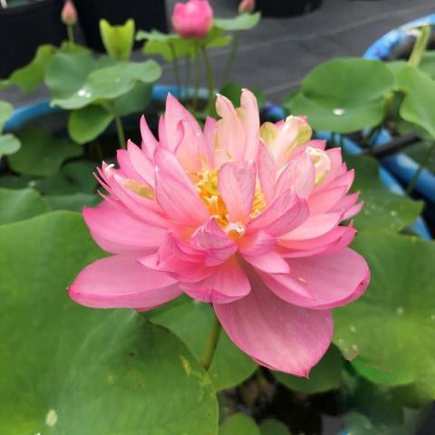 Pink Tower Lotus (Bare Root) - Play It Koi