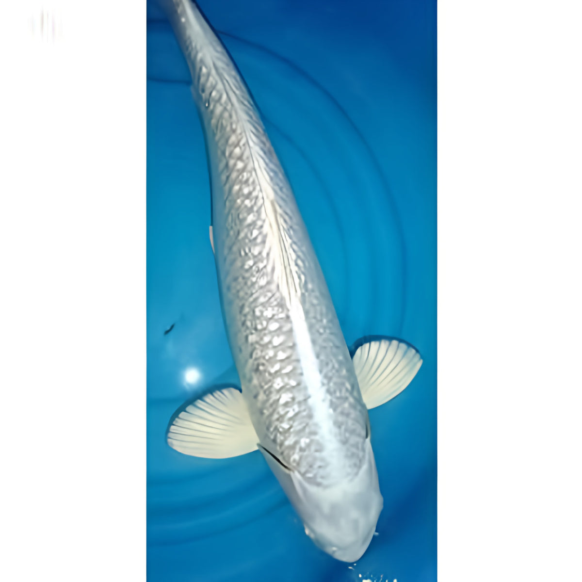 Platinum Ogon - Play It Koi