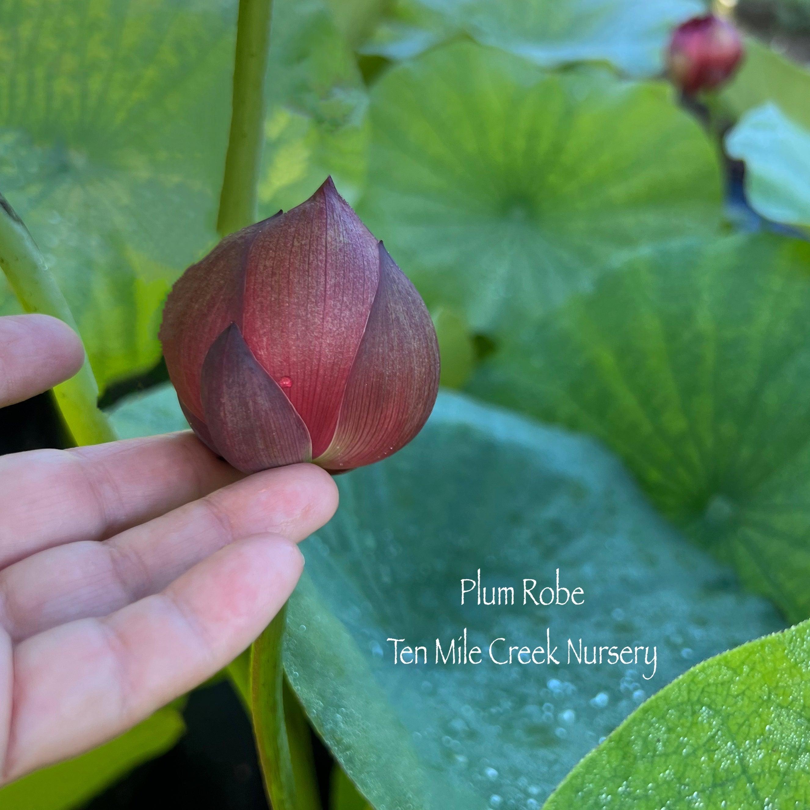 Plum Robe Lotus (Bare Root) - Play It Koi