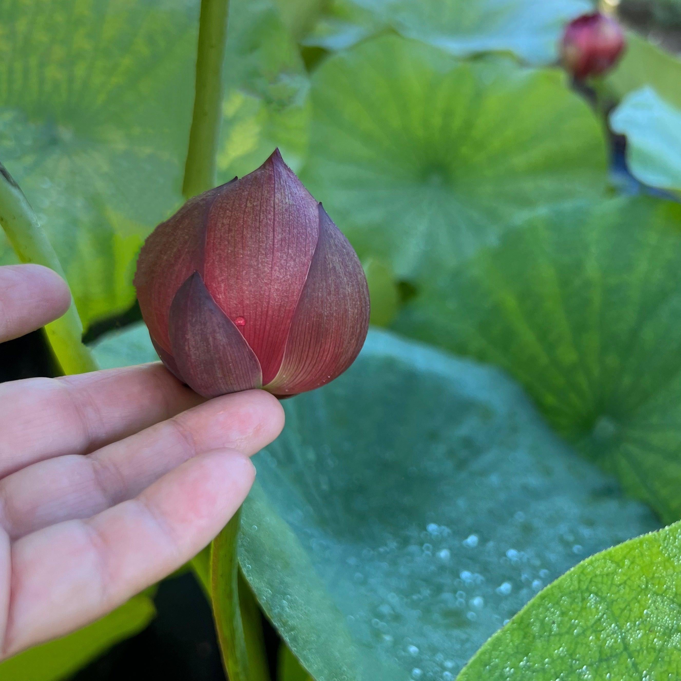 Plum Robe Lotus (Bare Root) - Play It Koi