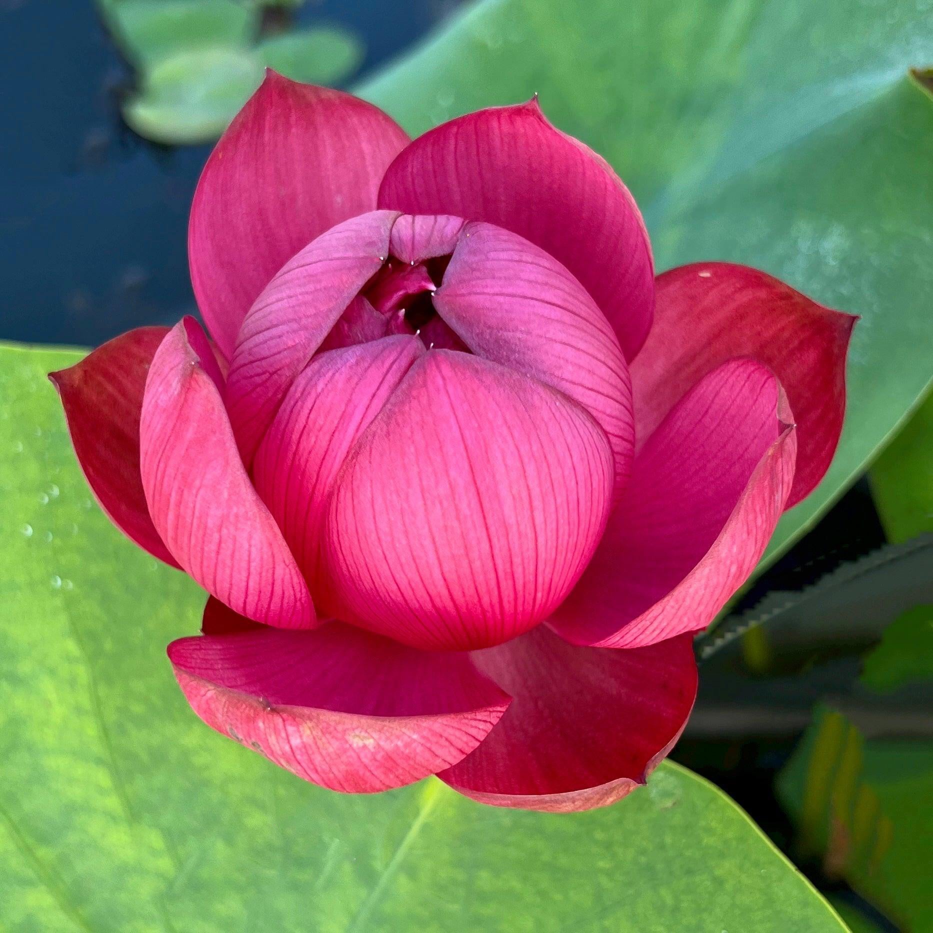 Plum Robe Lotus (Bare Root) - Play It Koi