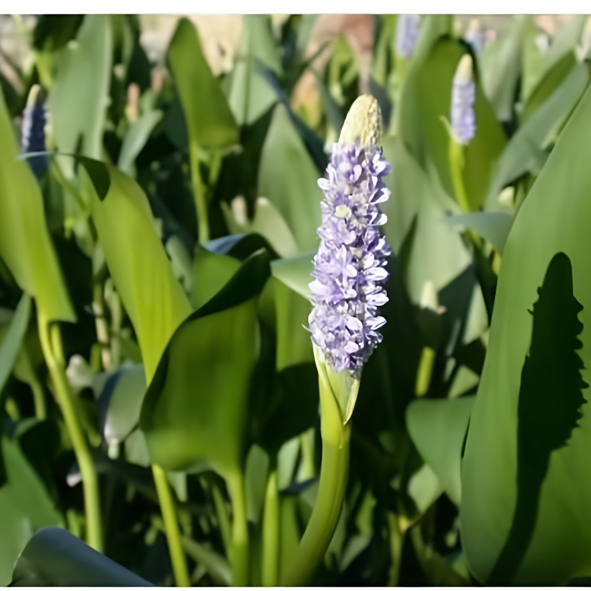 Pontederia Cordata - Pickerel Rush (Bare Root) - Play It Koi
