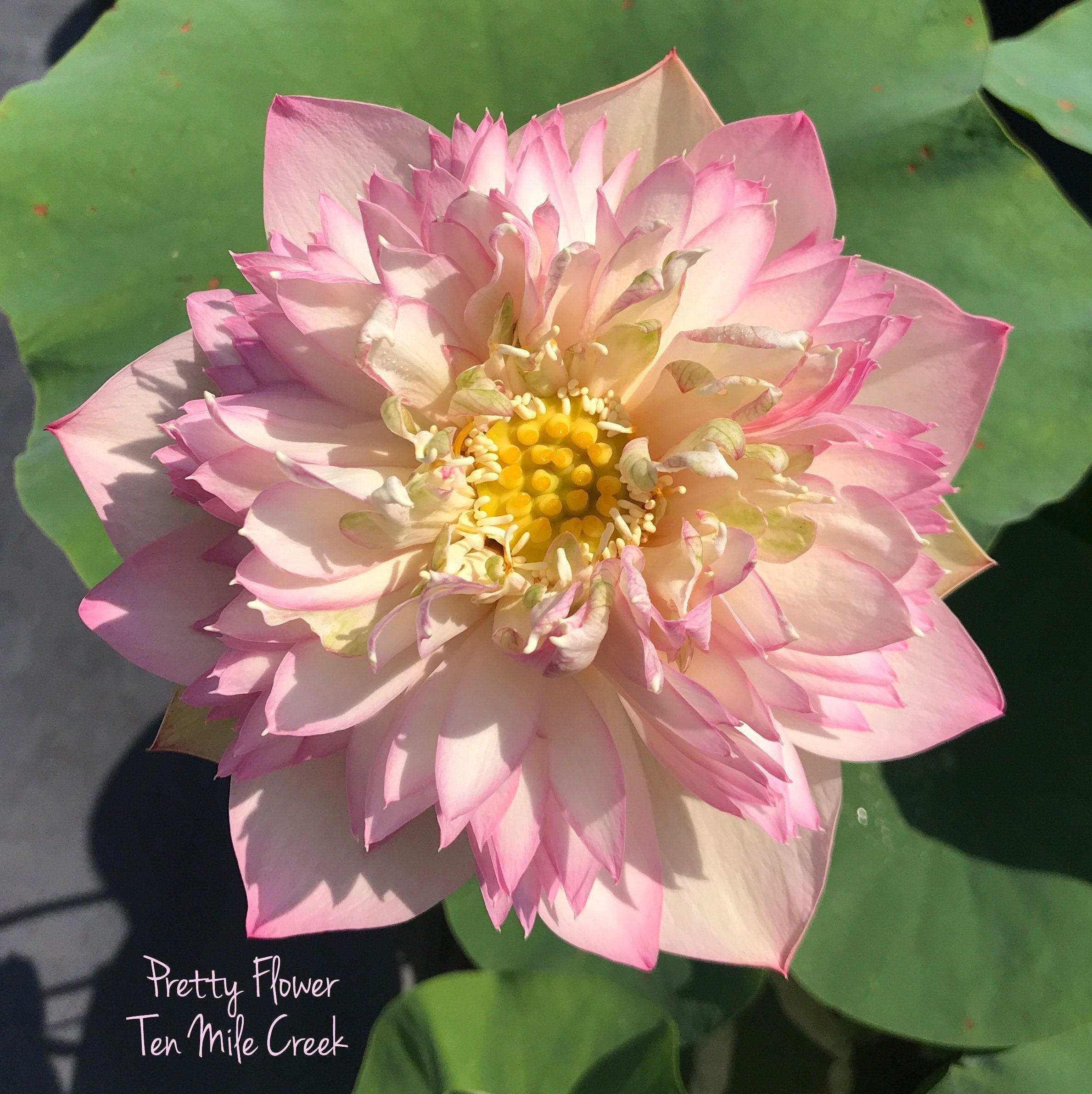 Pretty Flower Lotus (Bare Root) - Play It Koi