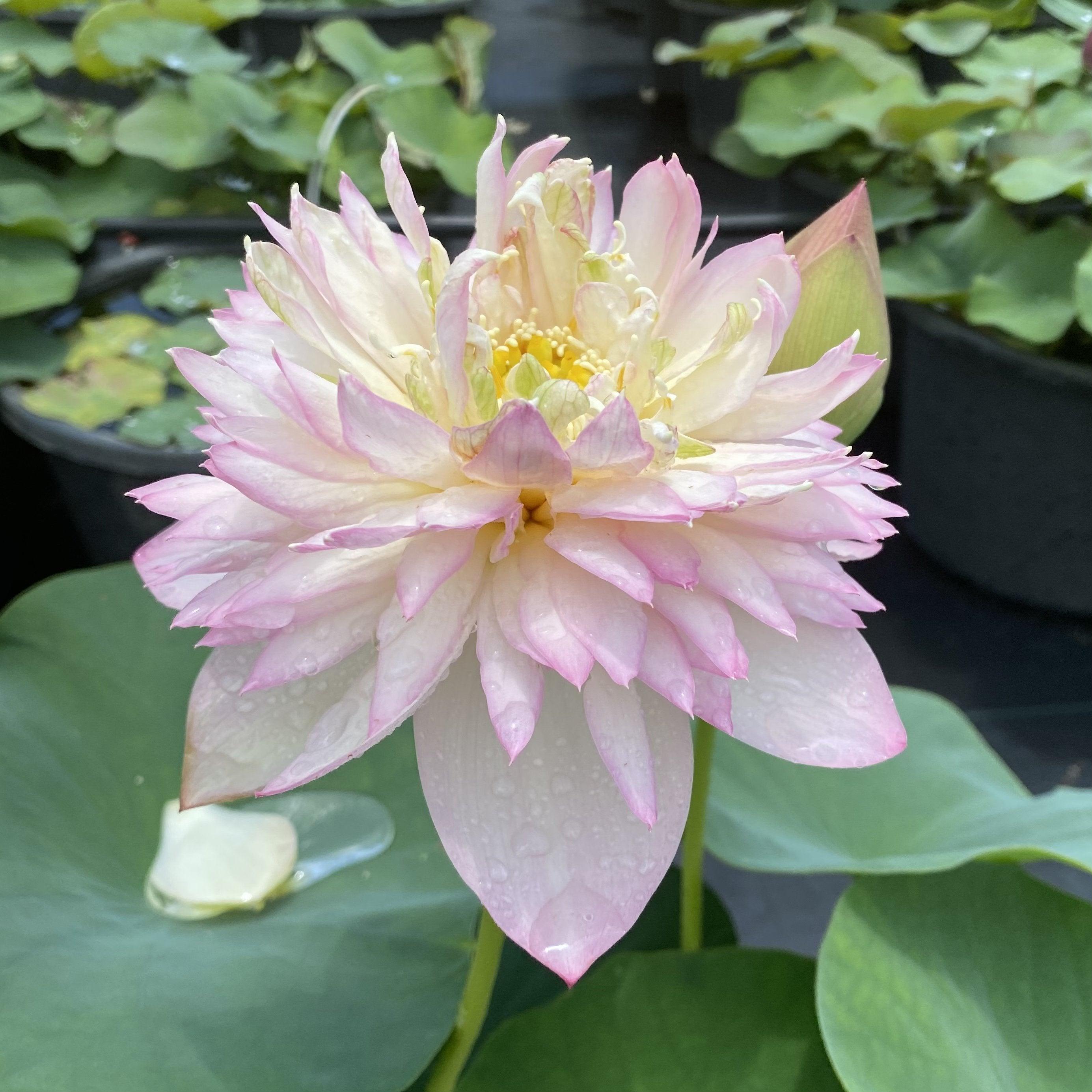 Pretty Flower Lotus (Bare Root) - Play It Koi