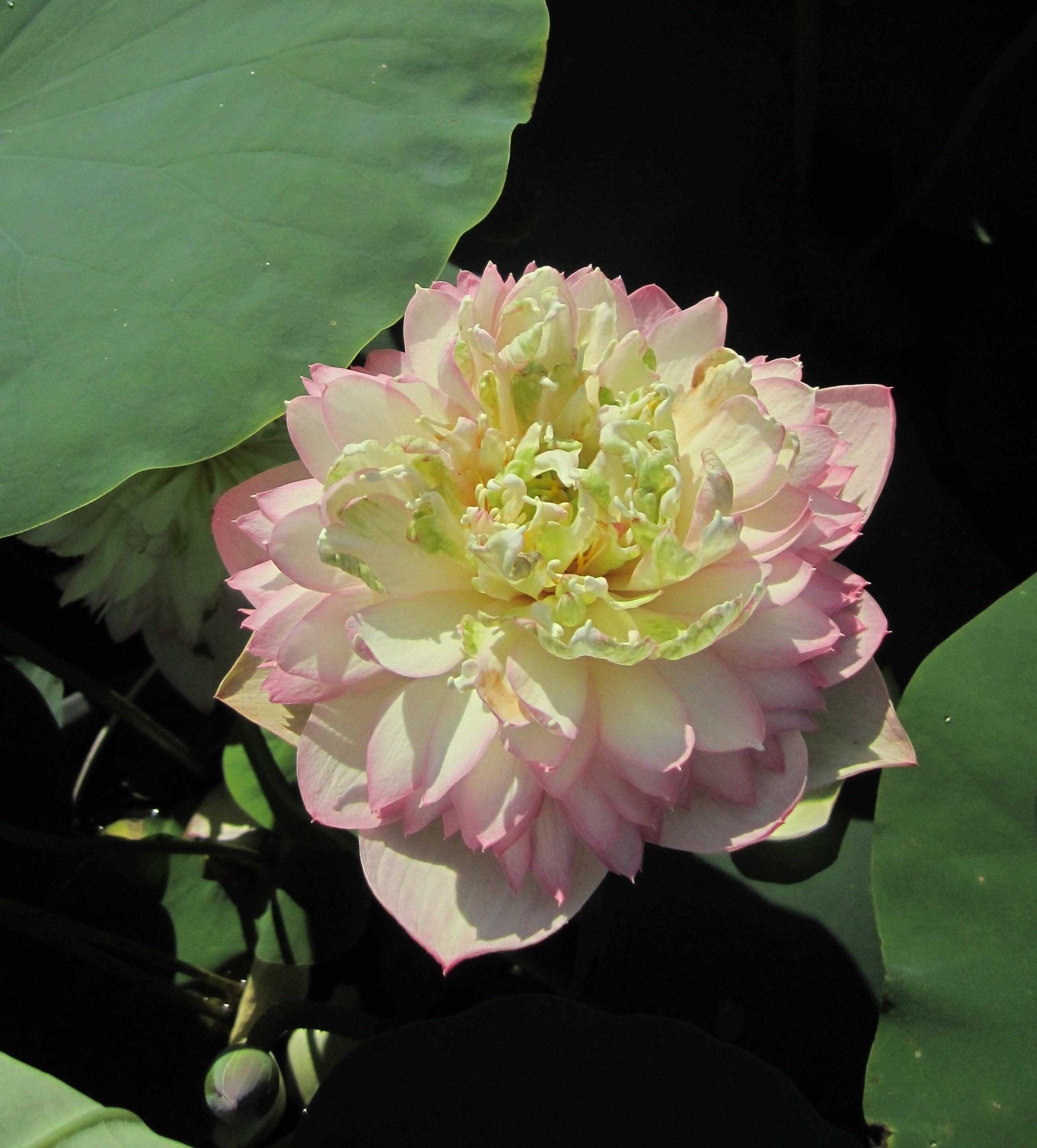 Pretty Flower Lotus (Bare Root) - Play It Koi