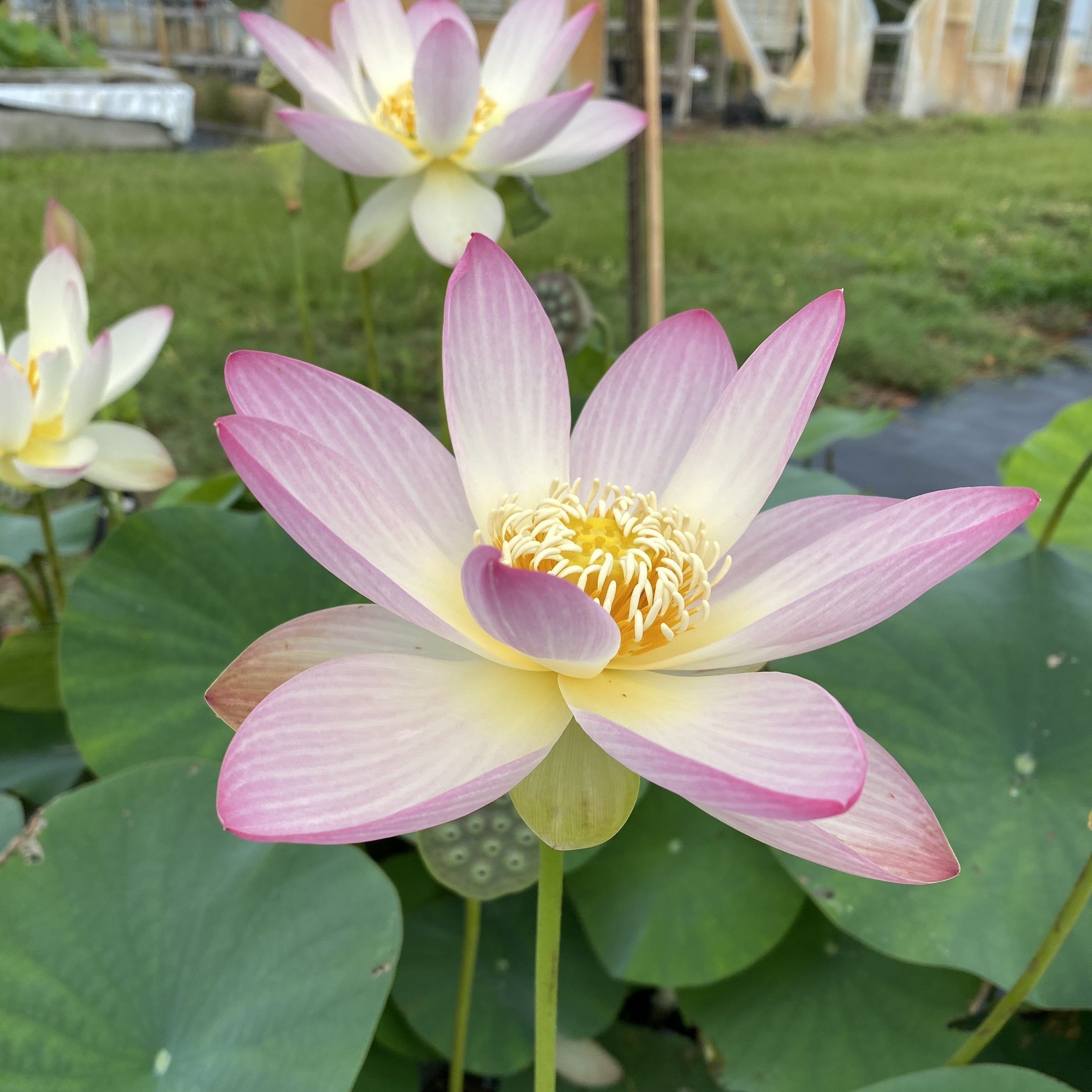 Princess Abby of Ten Mile Creek - #1 Selling Bowl Lotus (Bare Root)