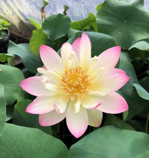 Princess Abby of Ten Mile Creek - #1 Selling Bowl Lotus (Bare Root)