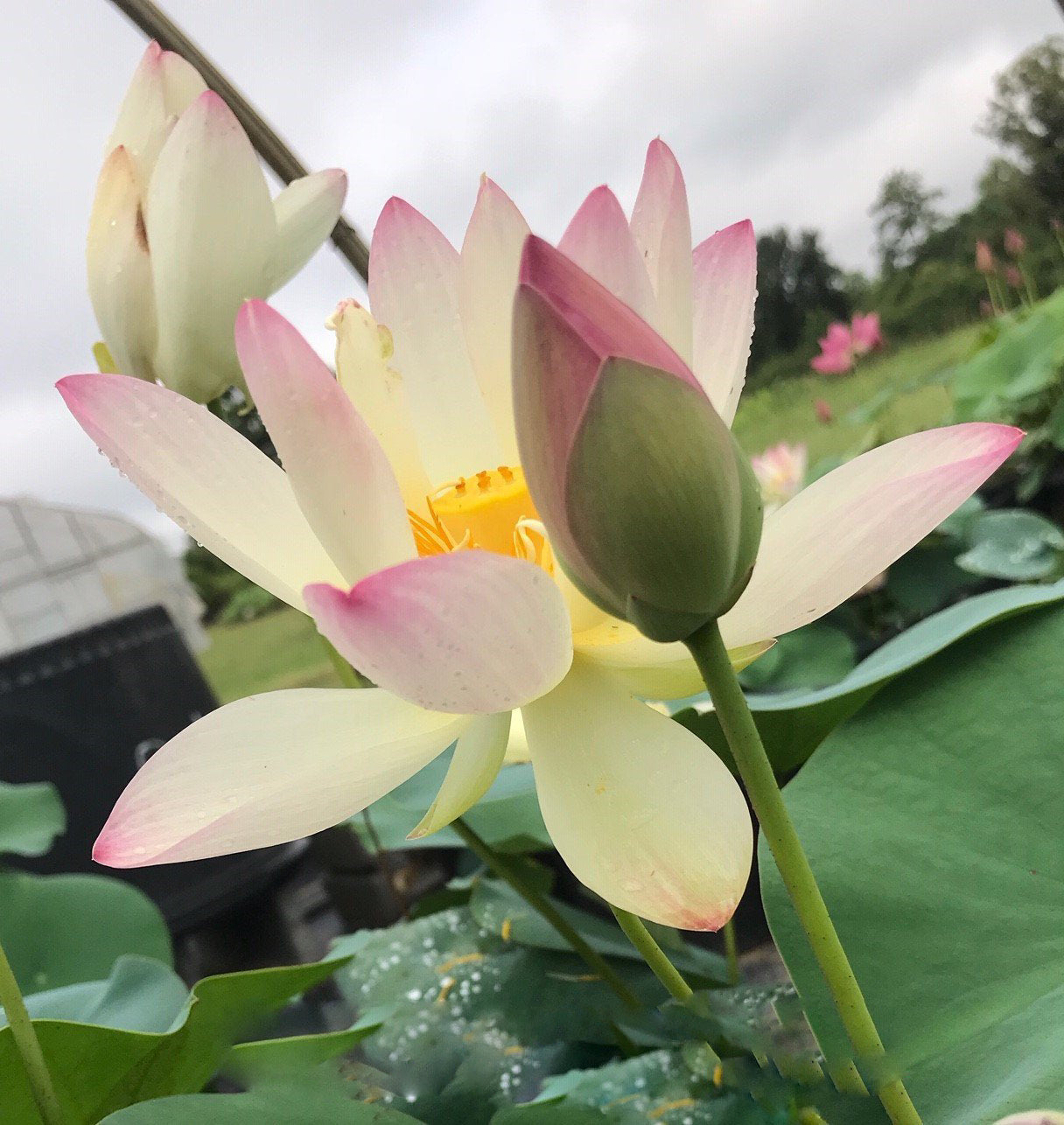 Princess Abby of Ten Mile Creek - #1 Selling Bowl Lotus (Bare Root)