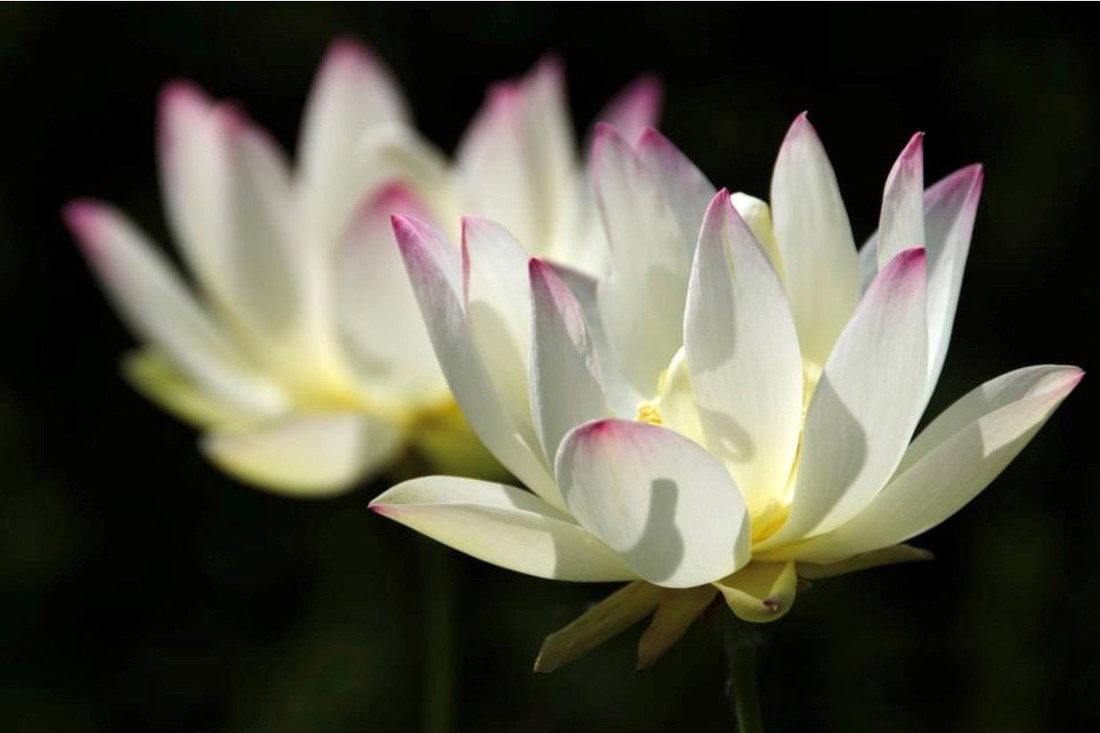 Princess Abby of Ten Mile Creek - #1 Selling Bowl Lotus (Bare Root)