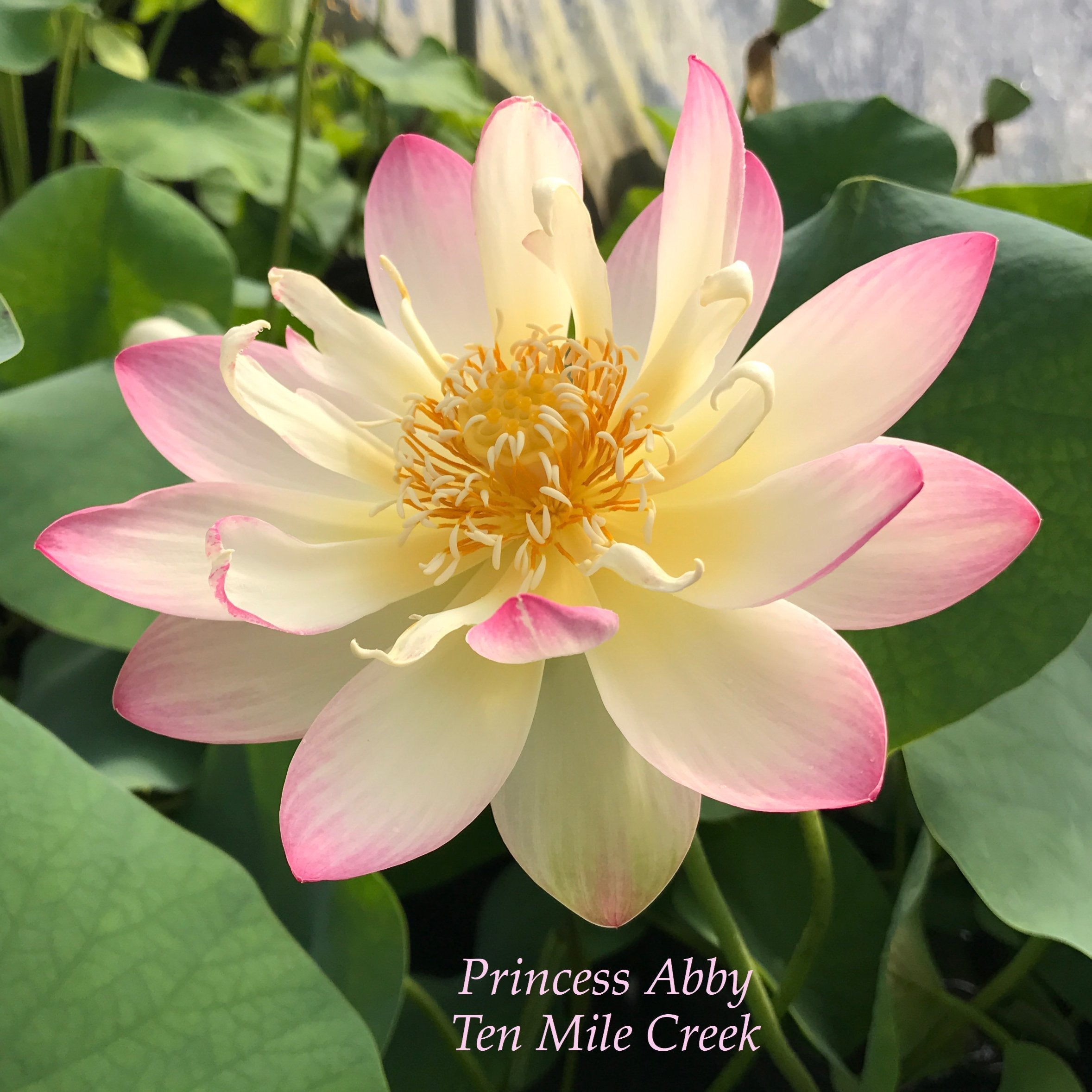 Princess Abby of Ten Mile Creek - #1 Selling Bowl Lotus (Bare Root)