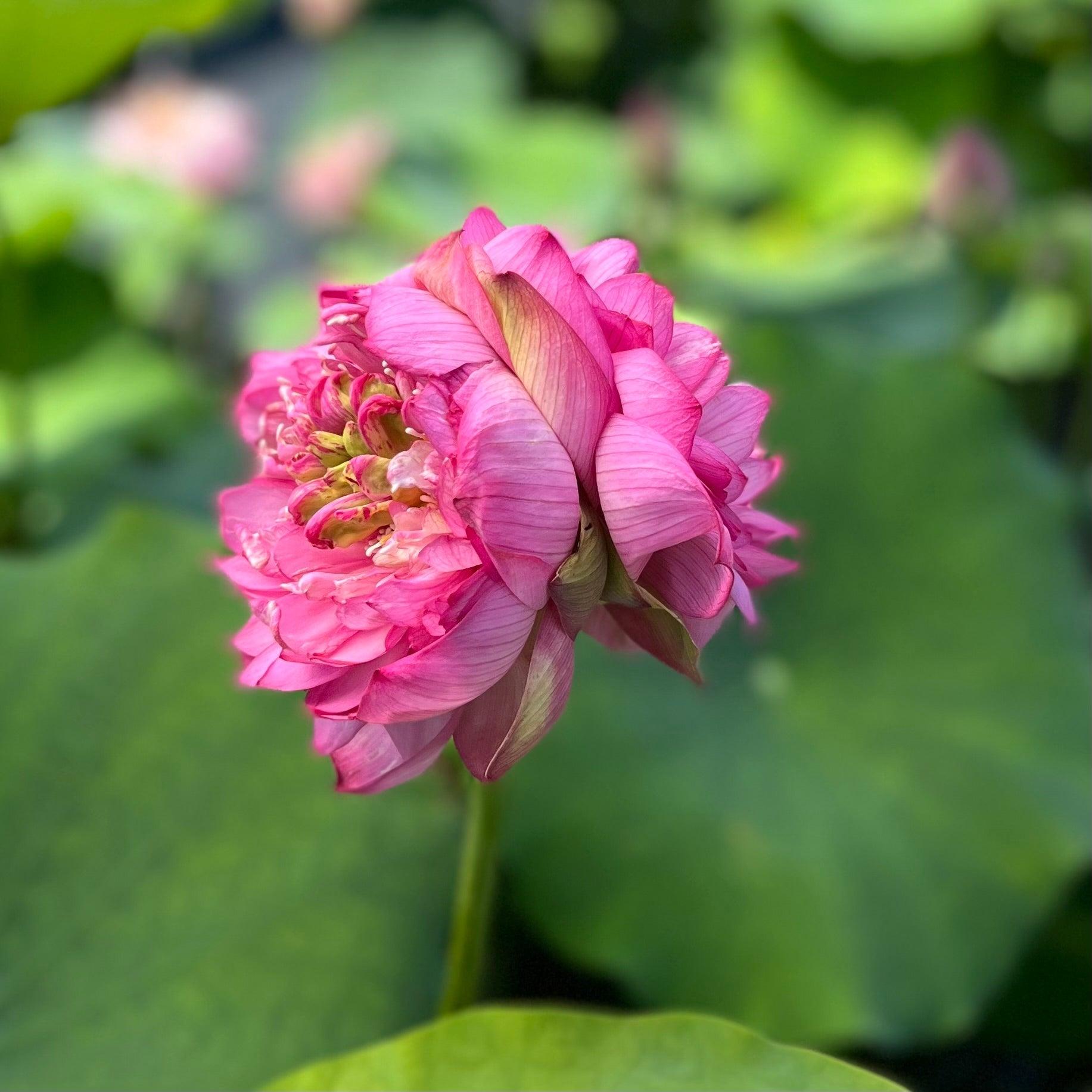 Princess Aubrie of Ten Mile Creek Lotus (Bare Root) - Play It Koi