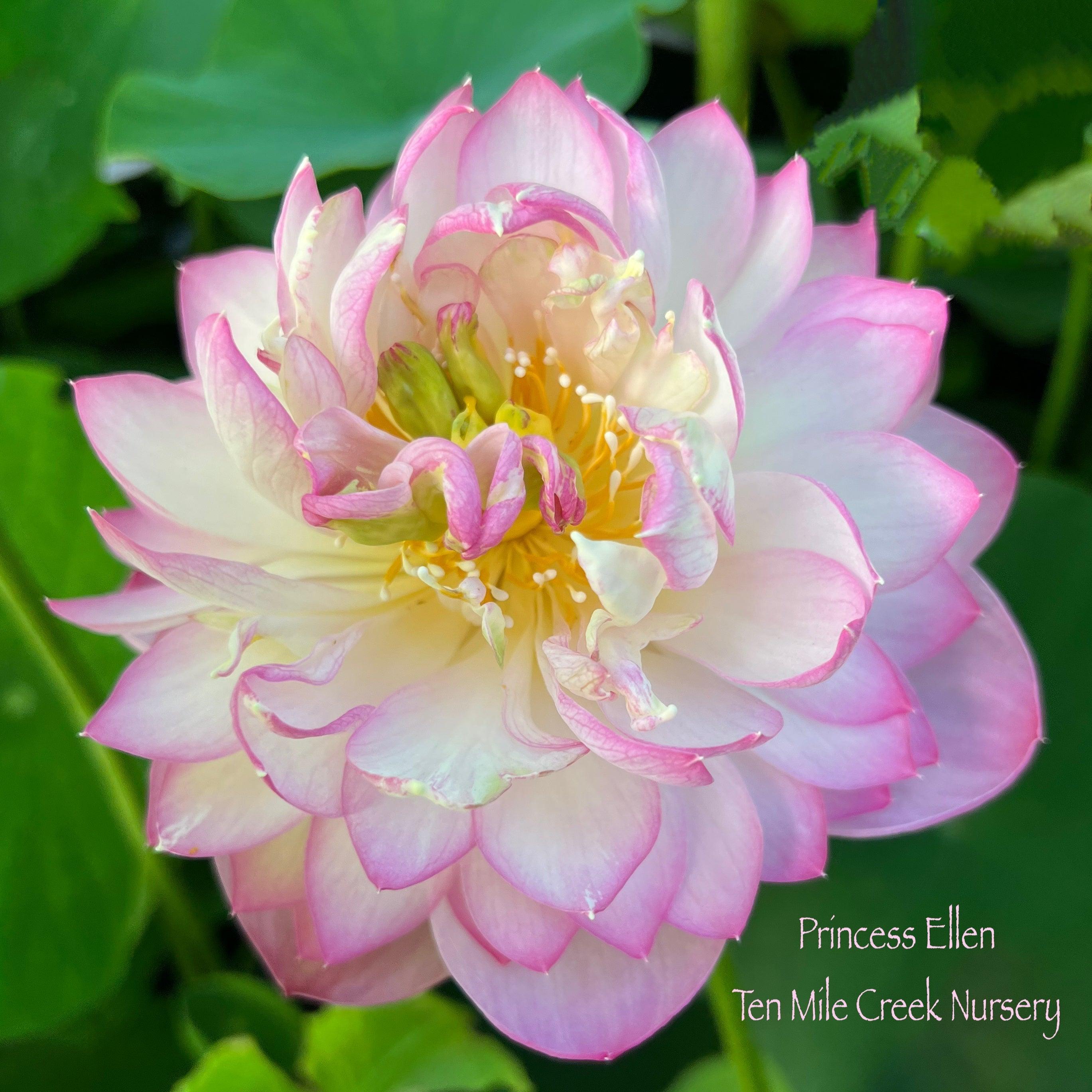 Princess Ellen of Ten Mile Creek Lotus (Bare Root) - Play It Koi