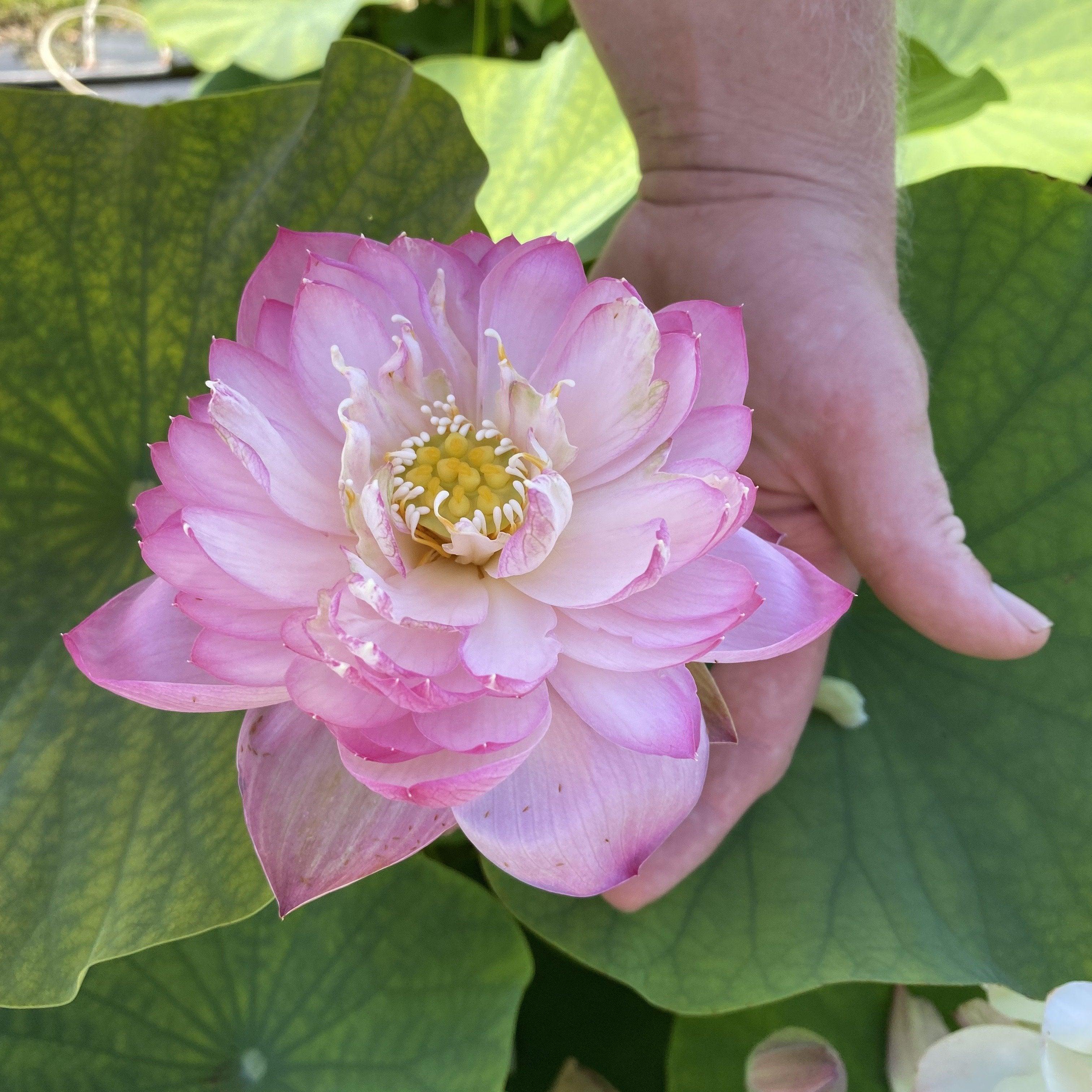 Princess Ellen of Ten Mile Creek Lotus (Bare Root)