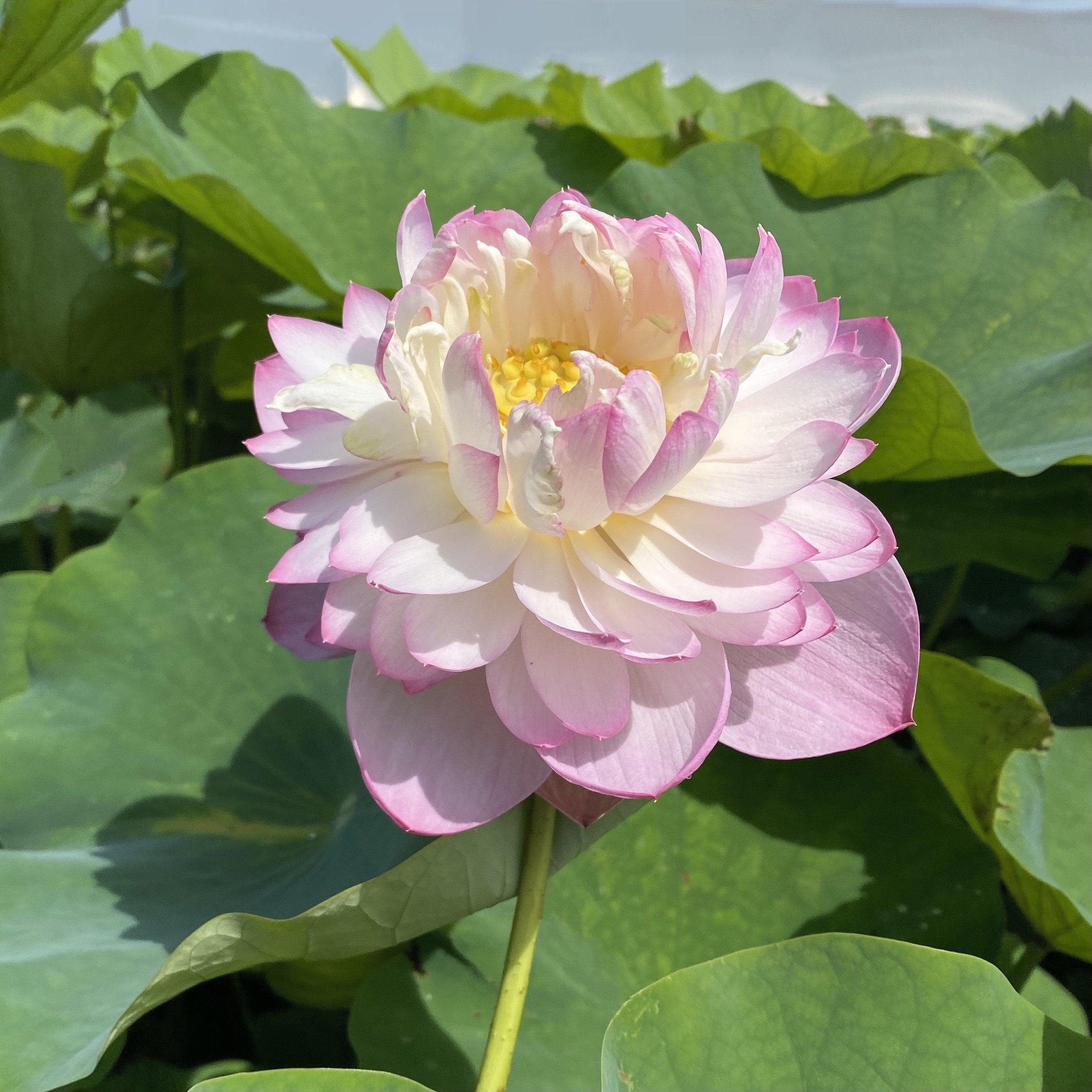 Princess Ellen of Ten Mile Creek Lotus (Bare Root)