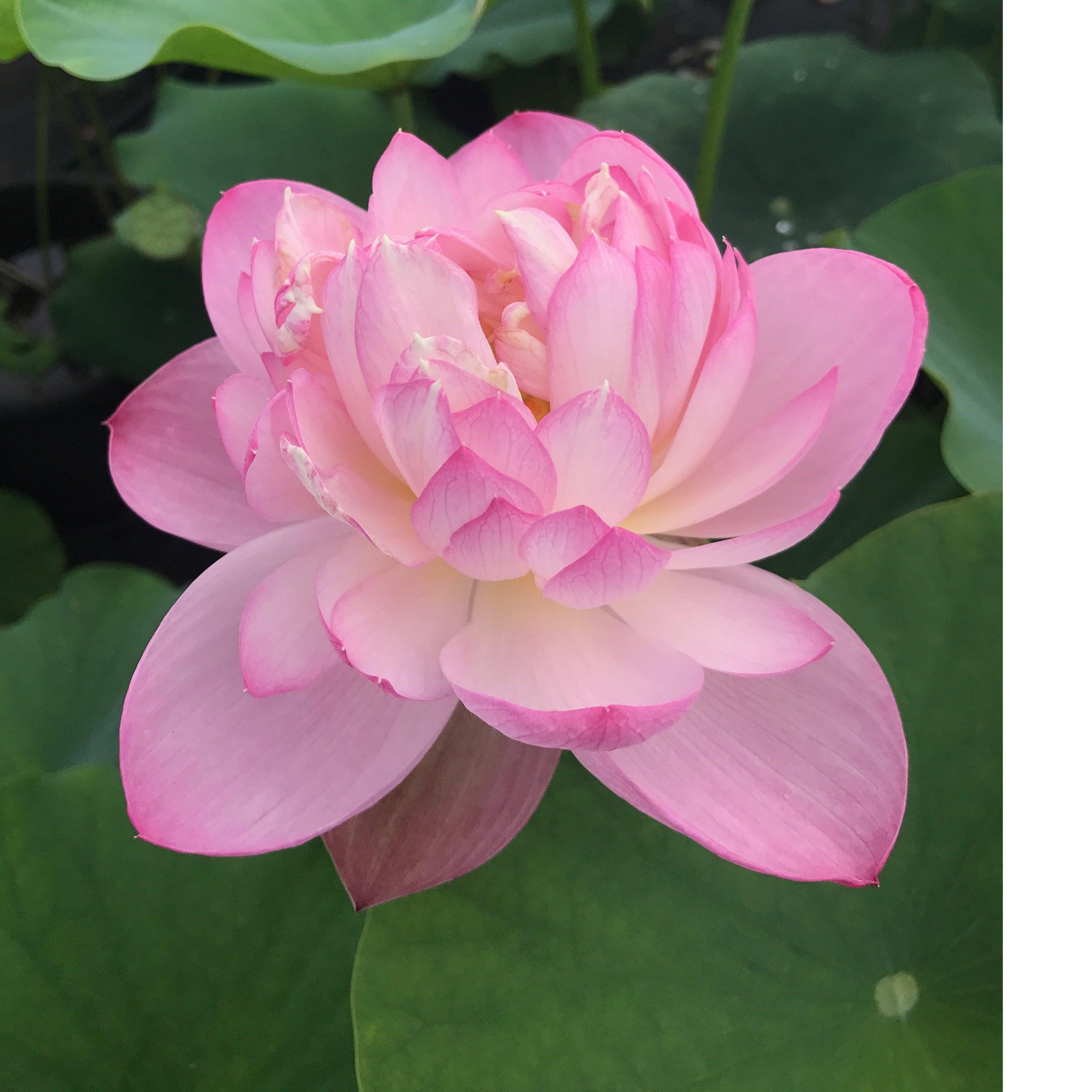 Princess Ellen of Ten Mile Creek Lotus (Bare Root)