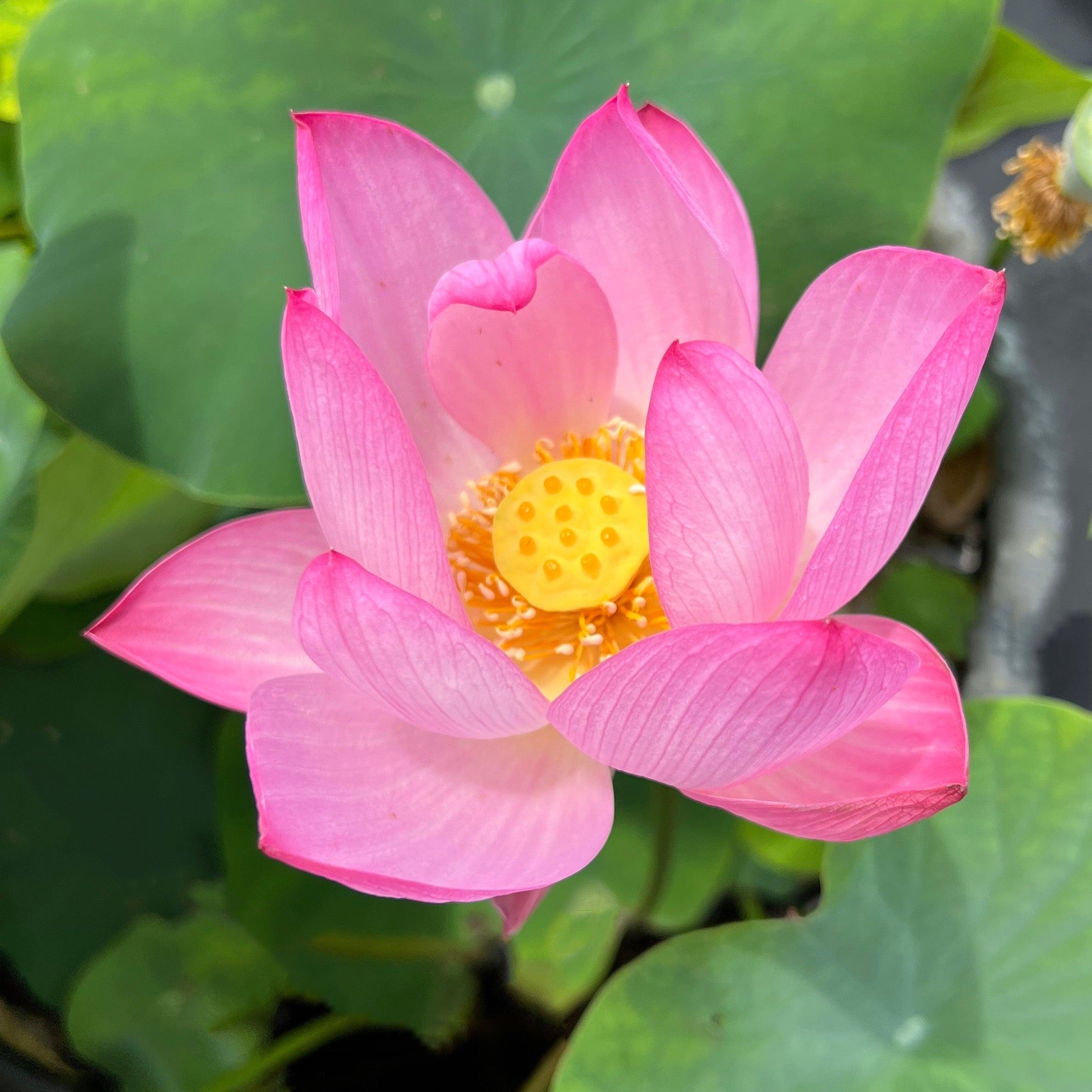 Princess Harper of Ten Mile Creek Lotus (Bare Root)