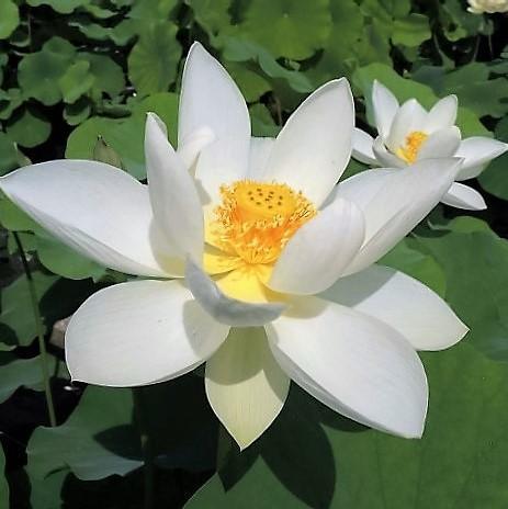 Princess Kennedy Lotus (Bare Root) - Play It Koi