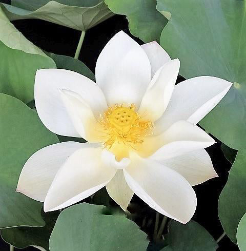 Princess Kennedy Lotus (Bare Root) - Play It Koi