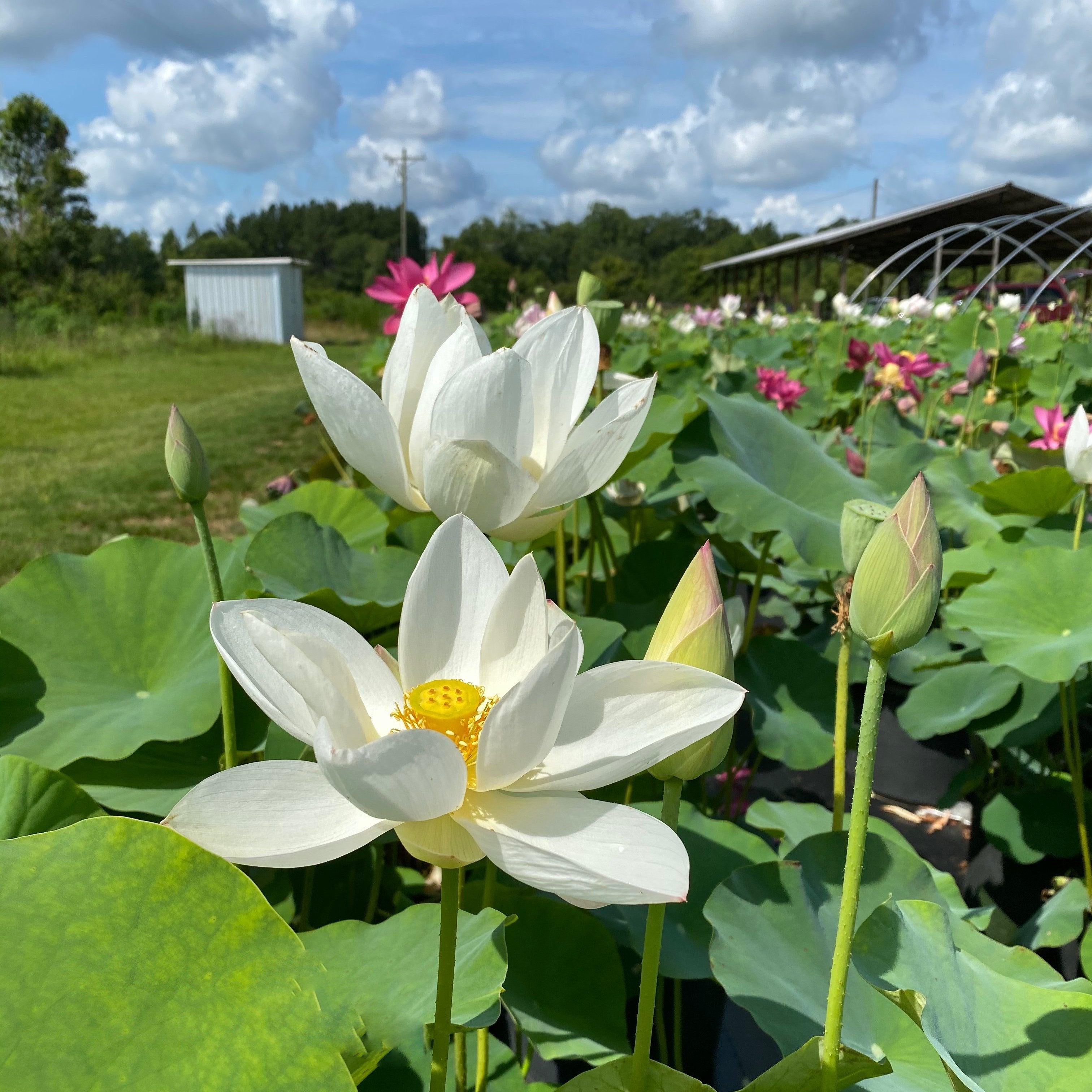 Princess Kennedy Lotus (Bare Root) - Play It Koi