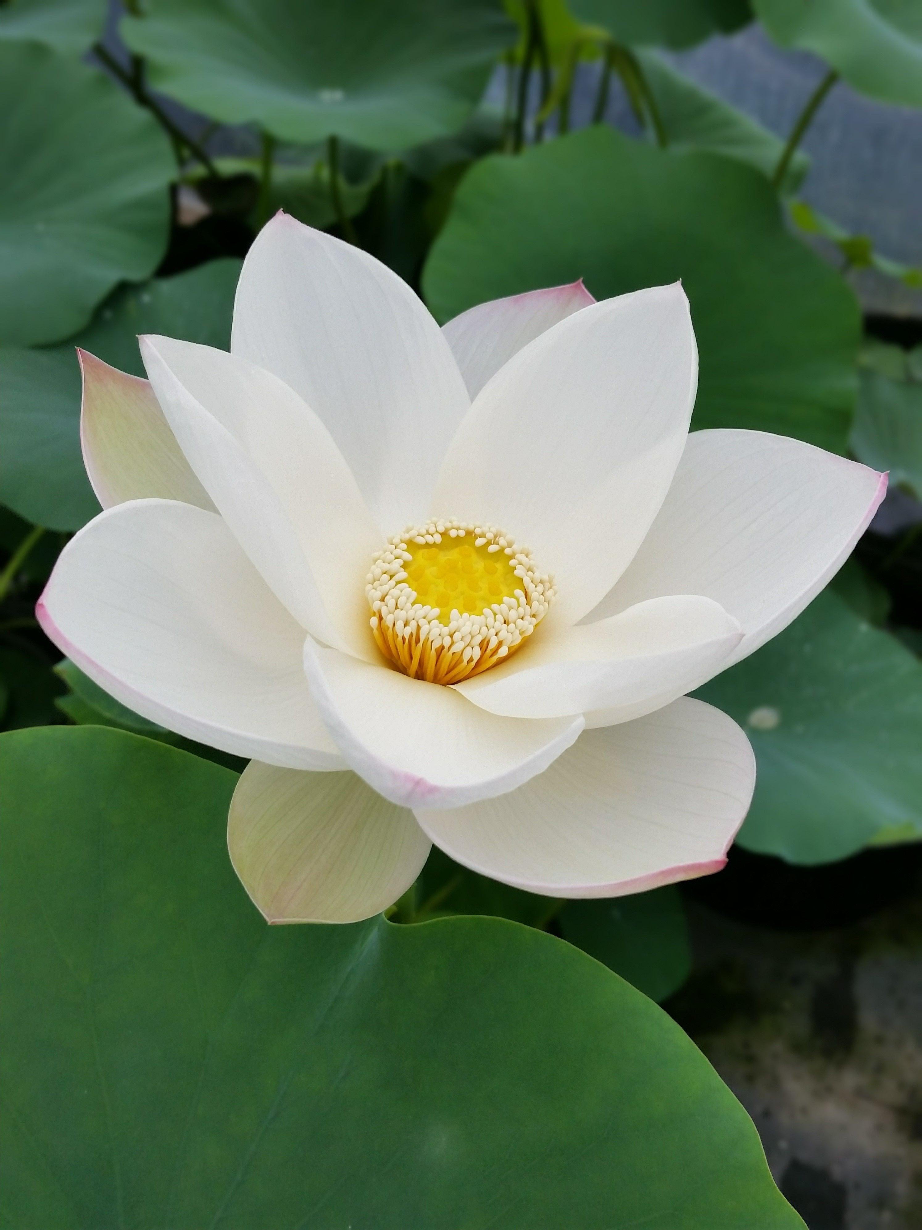 Princess Kennedy Lotus (Bare Root)