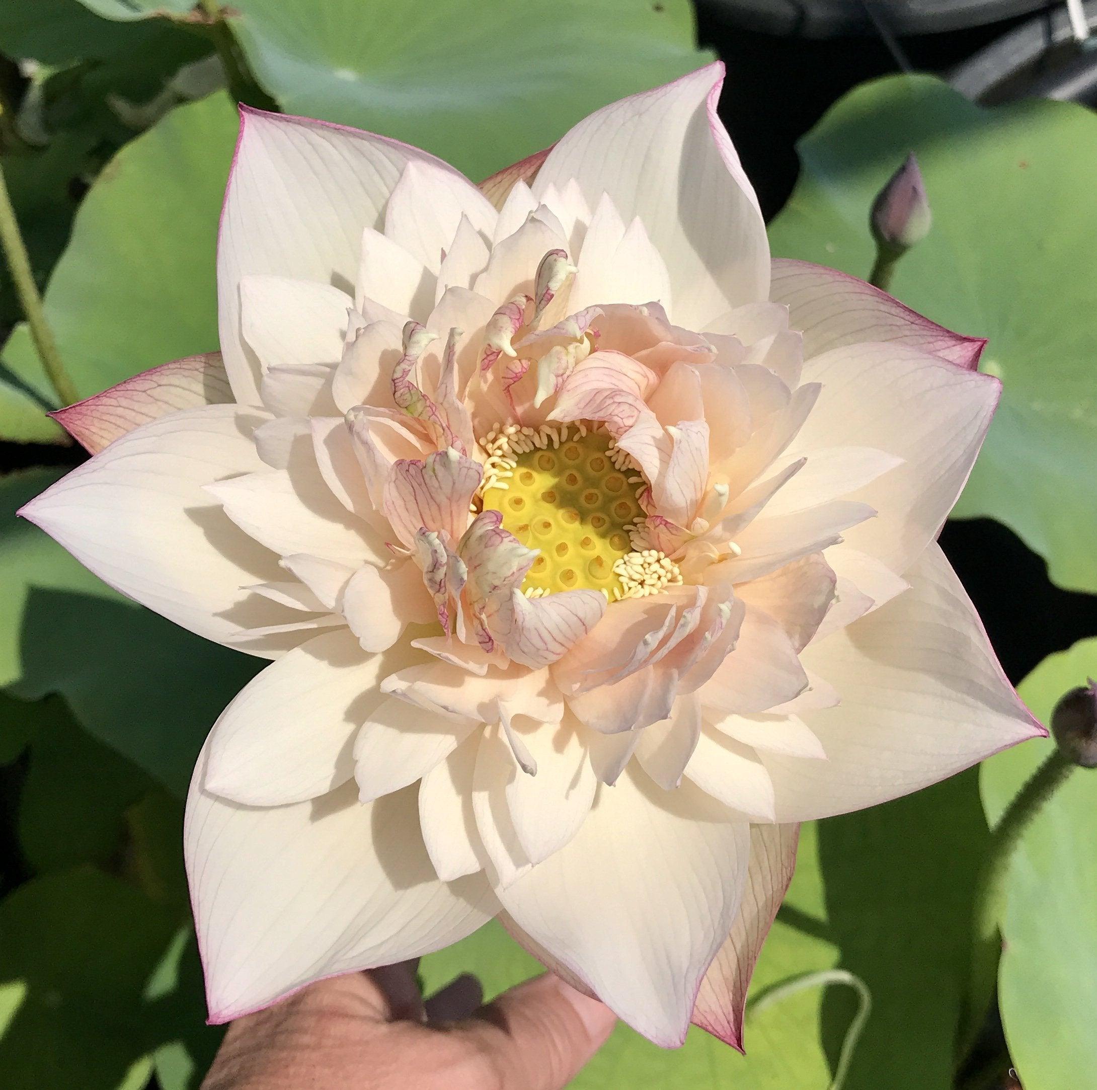 Pulse Feelings -A Touch of Purple Lotus (Bare Root)
