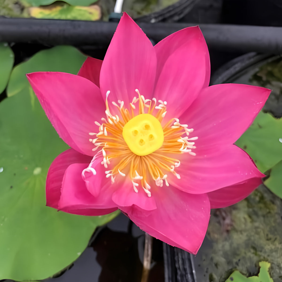 Purple Fairy 2 Lotus (Bare Root)