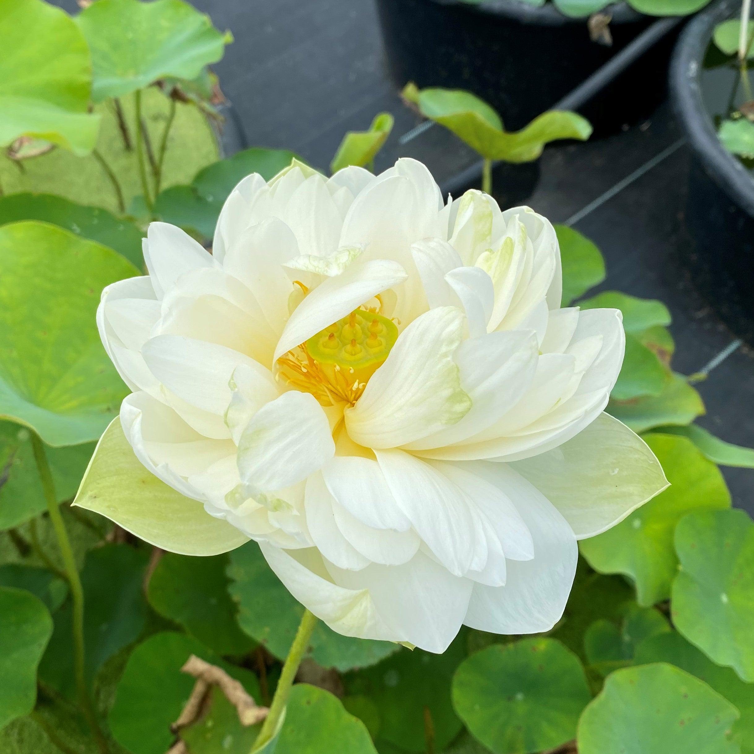 Puzhehei White Lotus (Bare Root) - Play It Koi